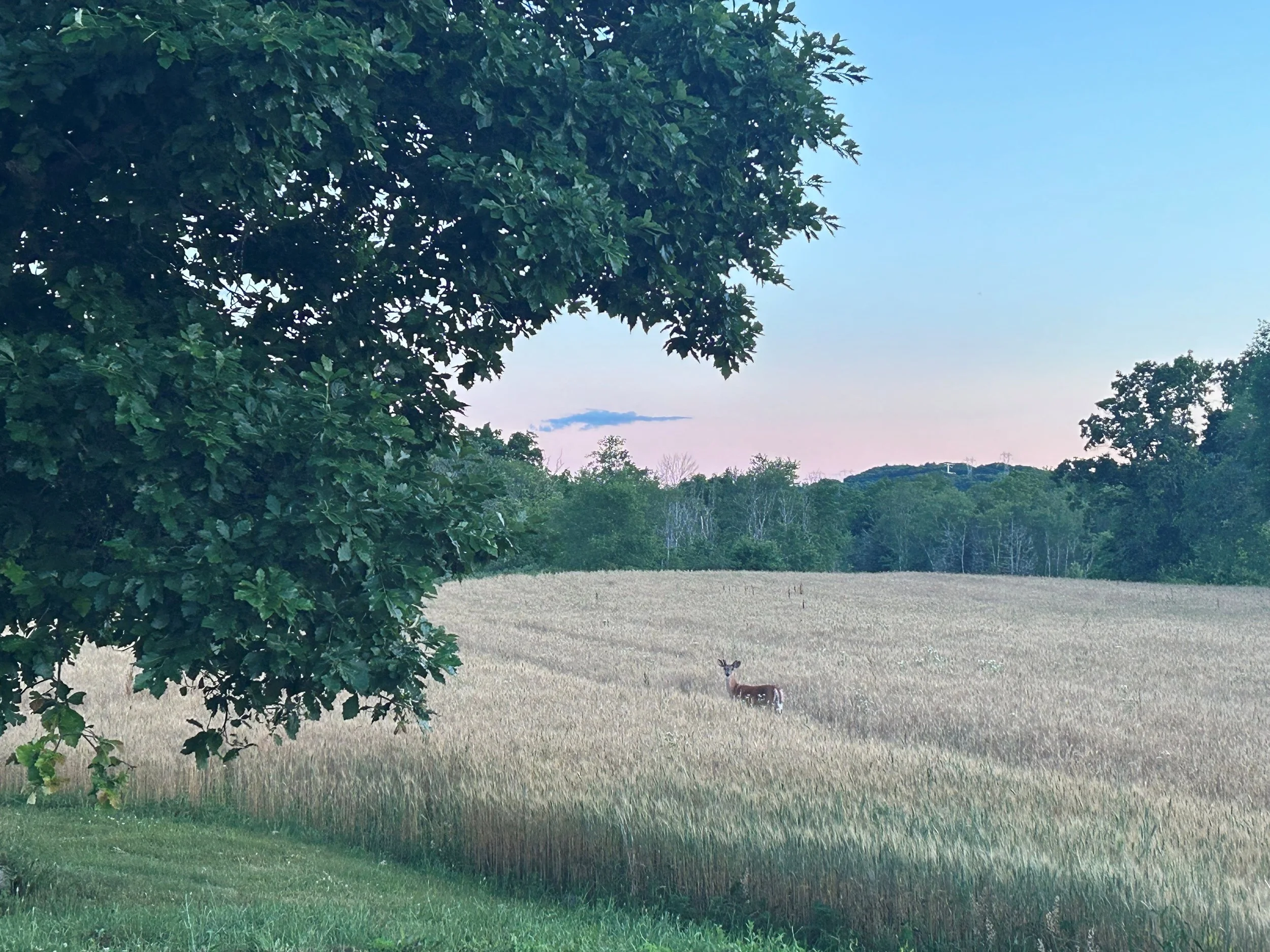 Heat, Meat &amp; Wheat: Quick Recap of Summer at the Farm