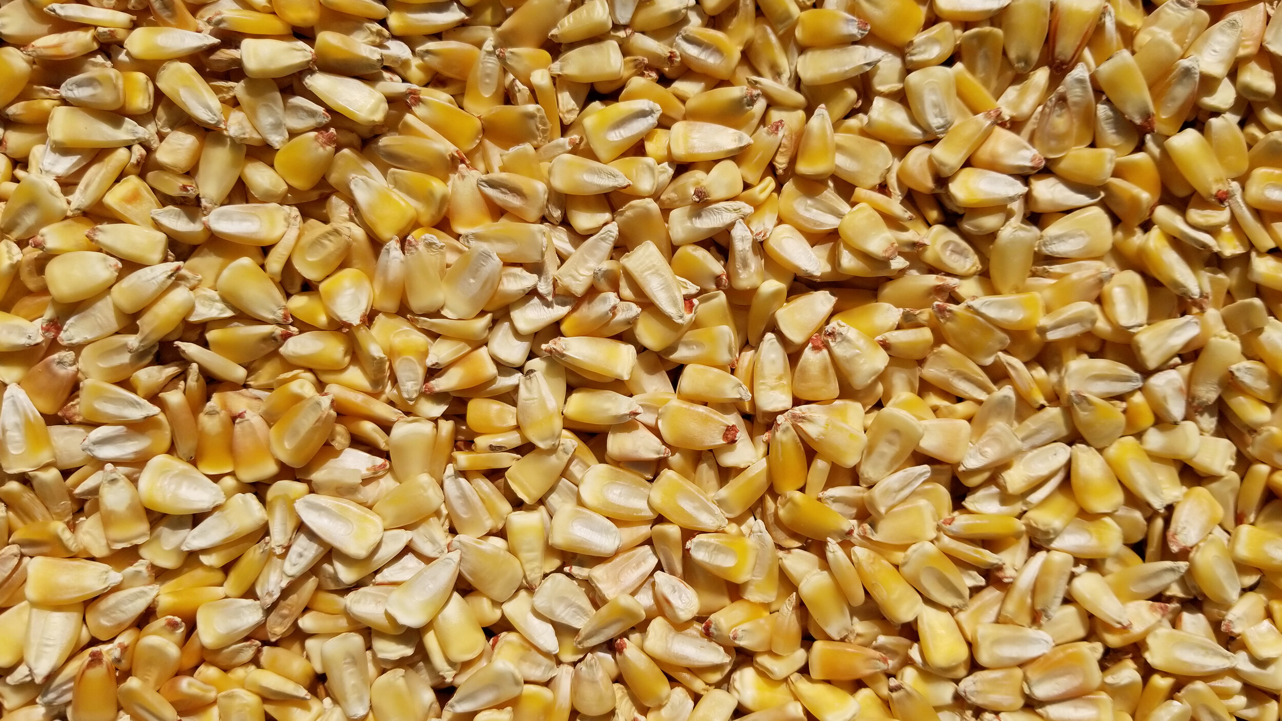 Land Stewardship-crops-corn (2).jpg
