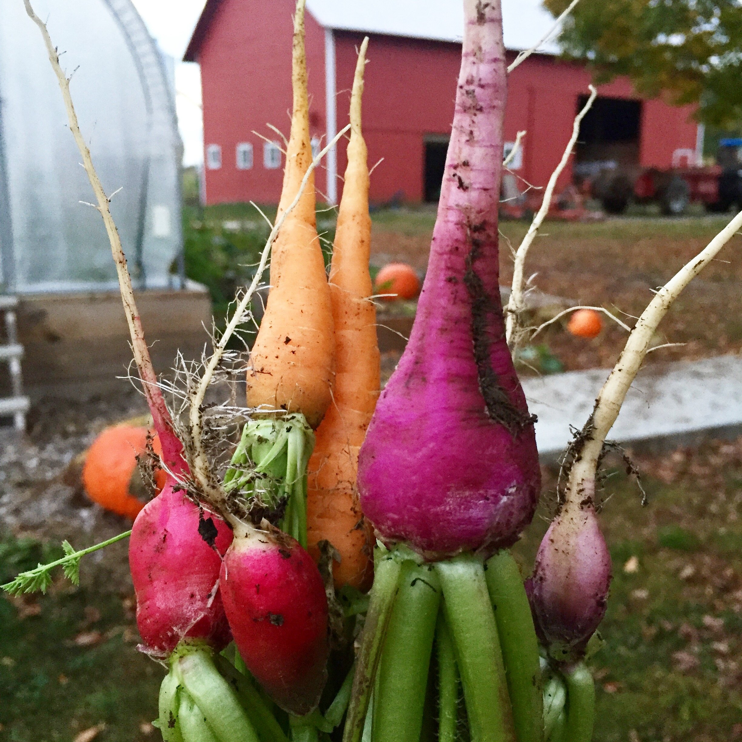 side by side veg 2.jpg