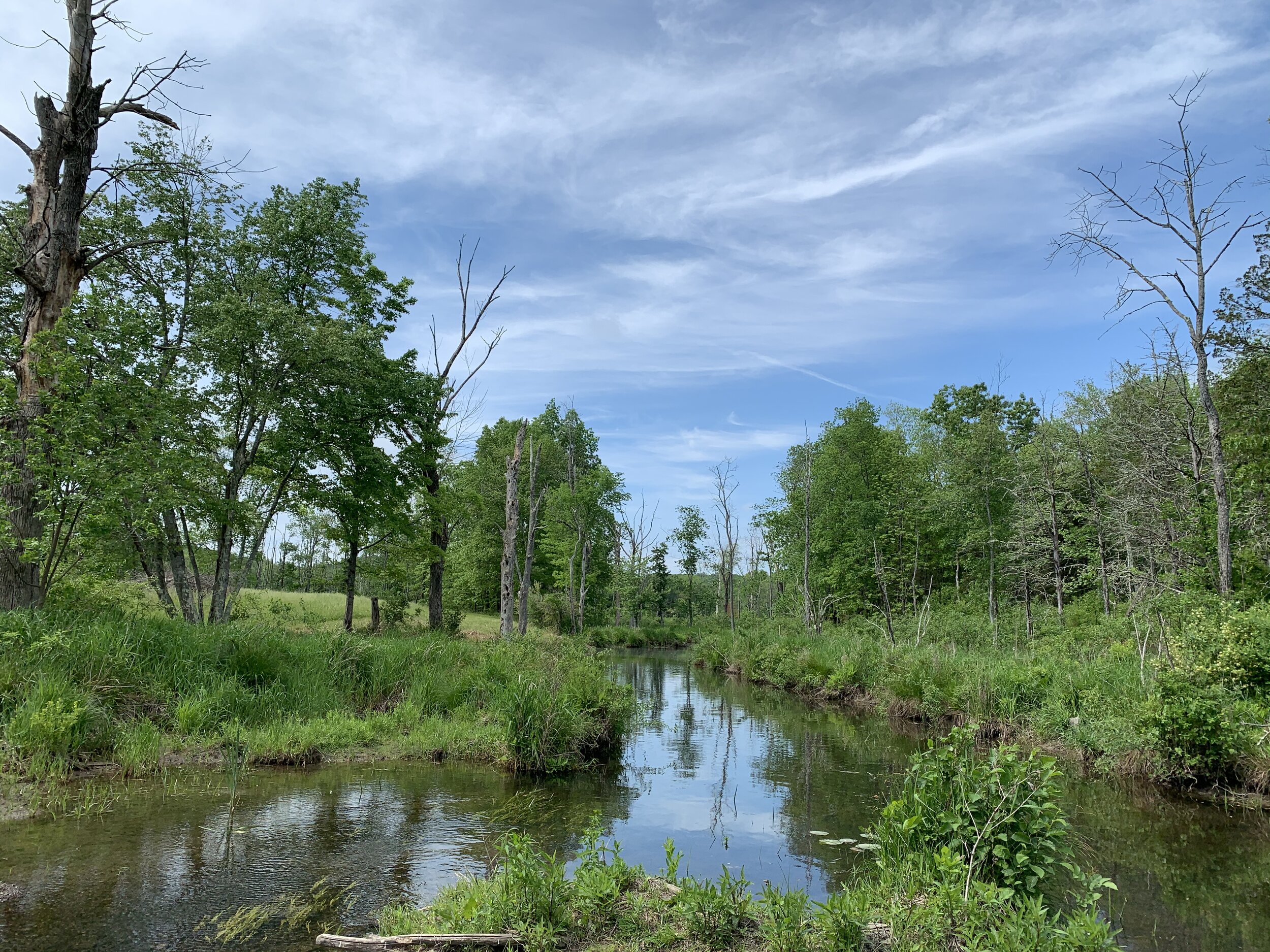 Wetlands.jpg