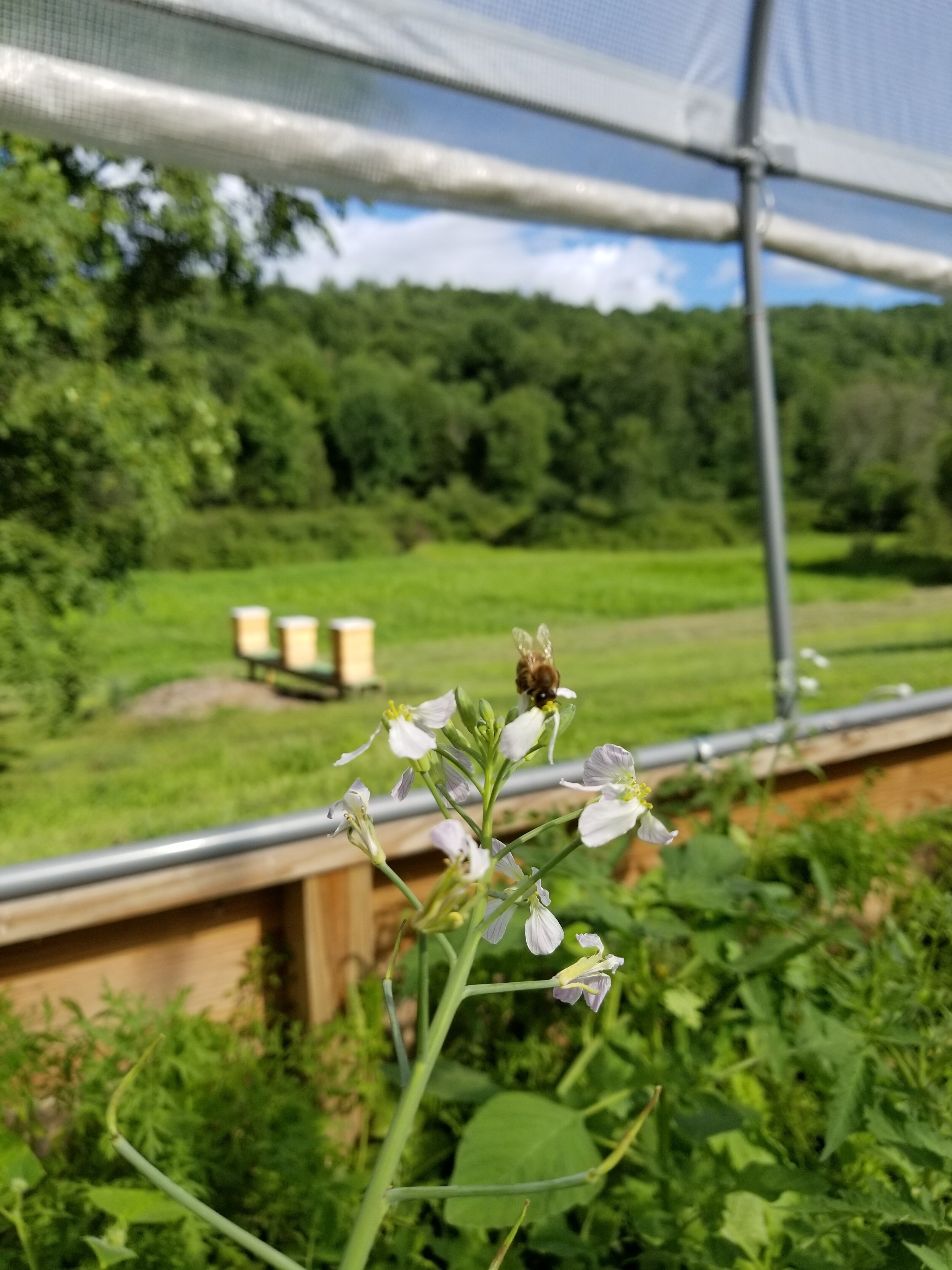 Land stewardship-vision-apiary.jpg