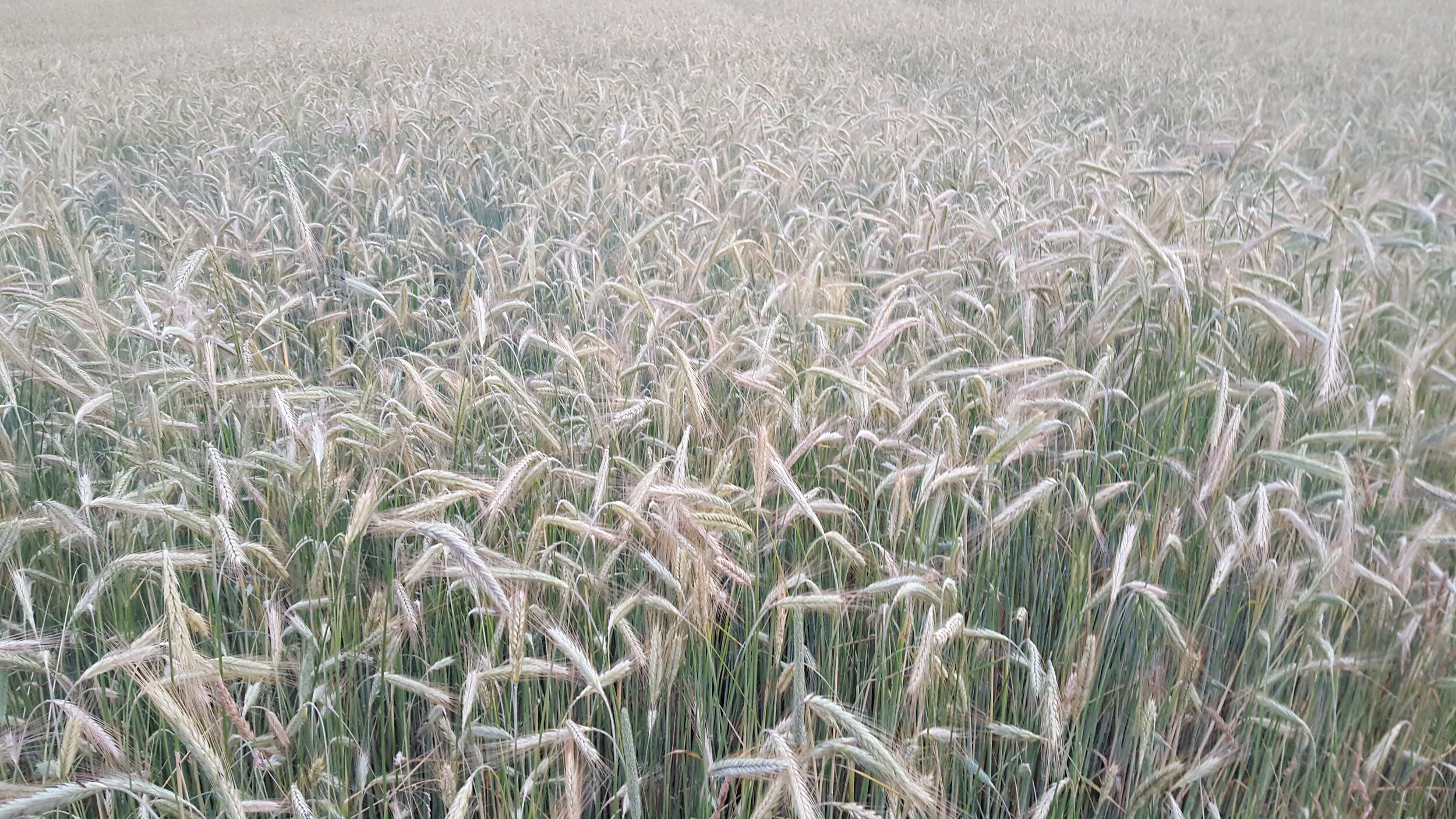 Land Stewardship-Crops-rye.jpg