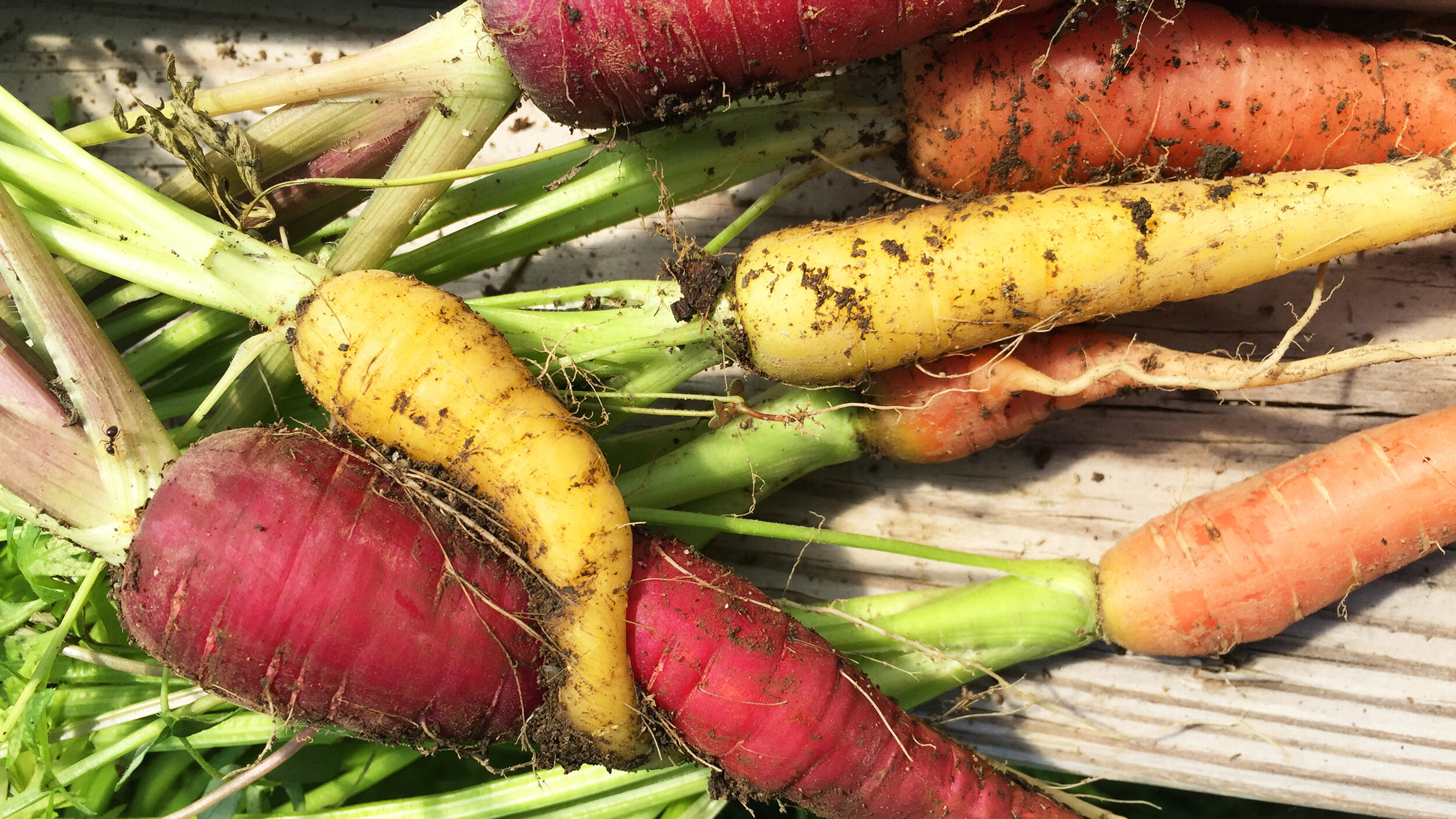 Carrots_web.jpg