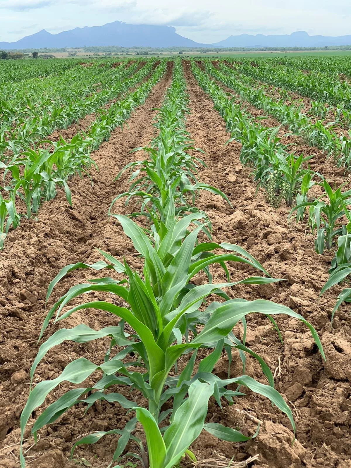 Africa Needs a Green Revolution