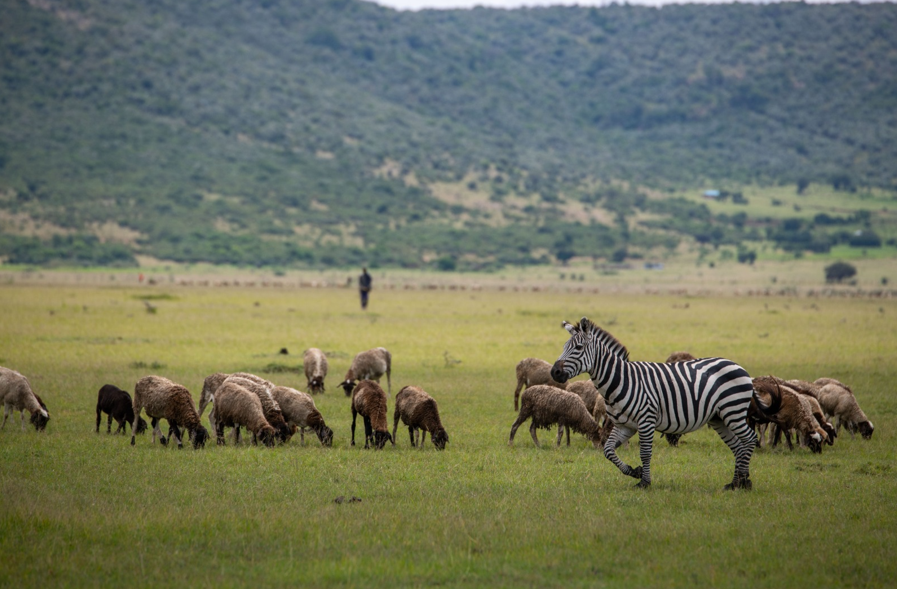 The Urgency of Africa’s Conservation Crisis