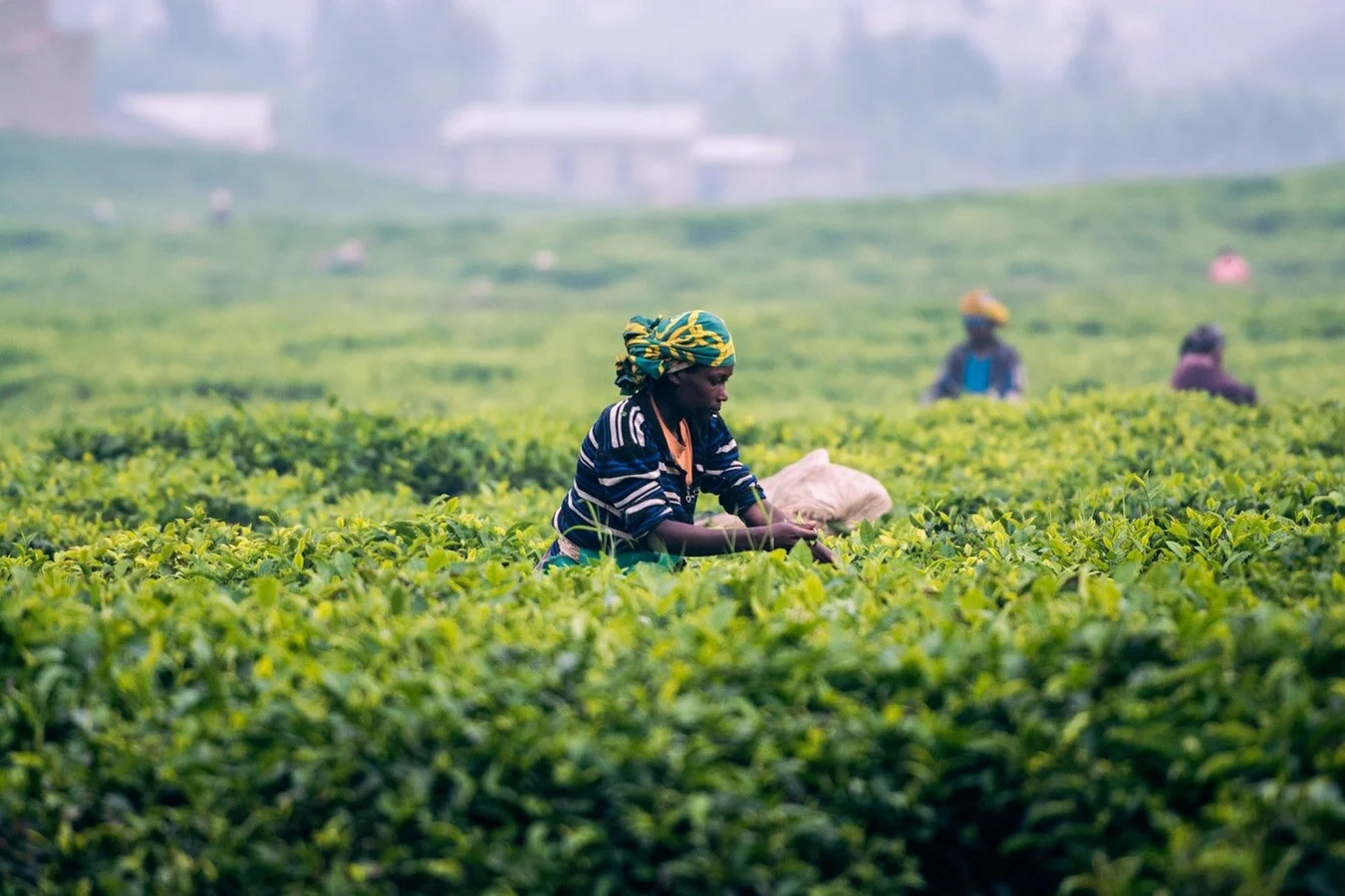 unsplash-agri+(1).jpeg