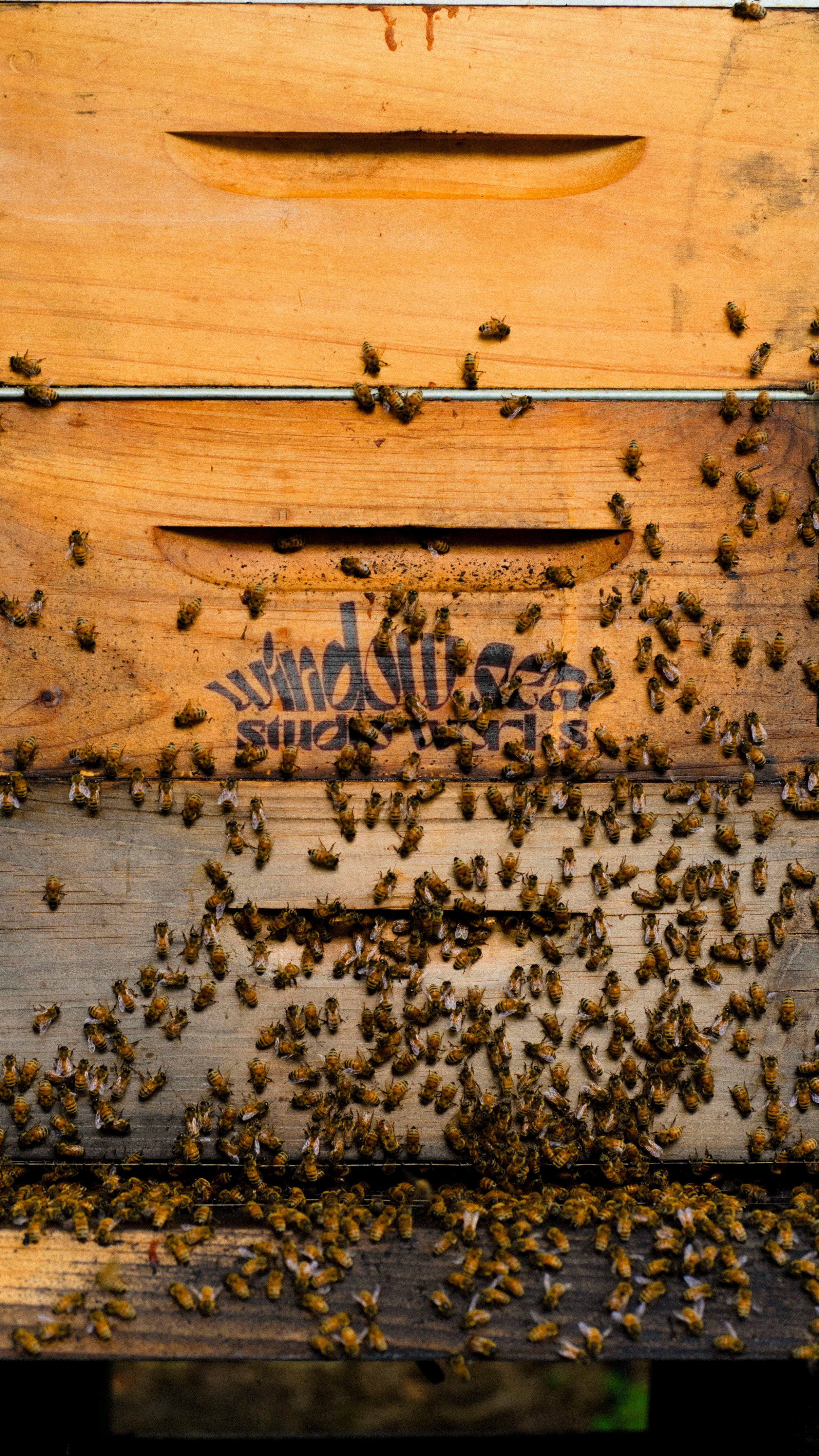 bees with WS.jpg