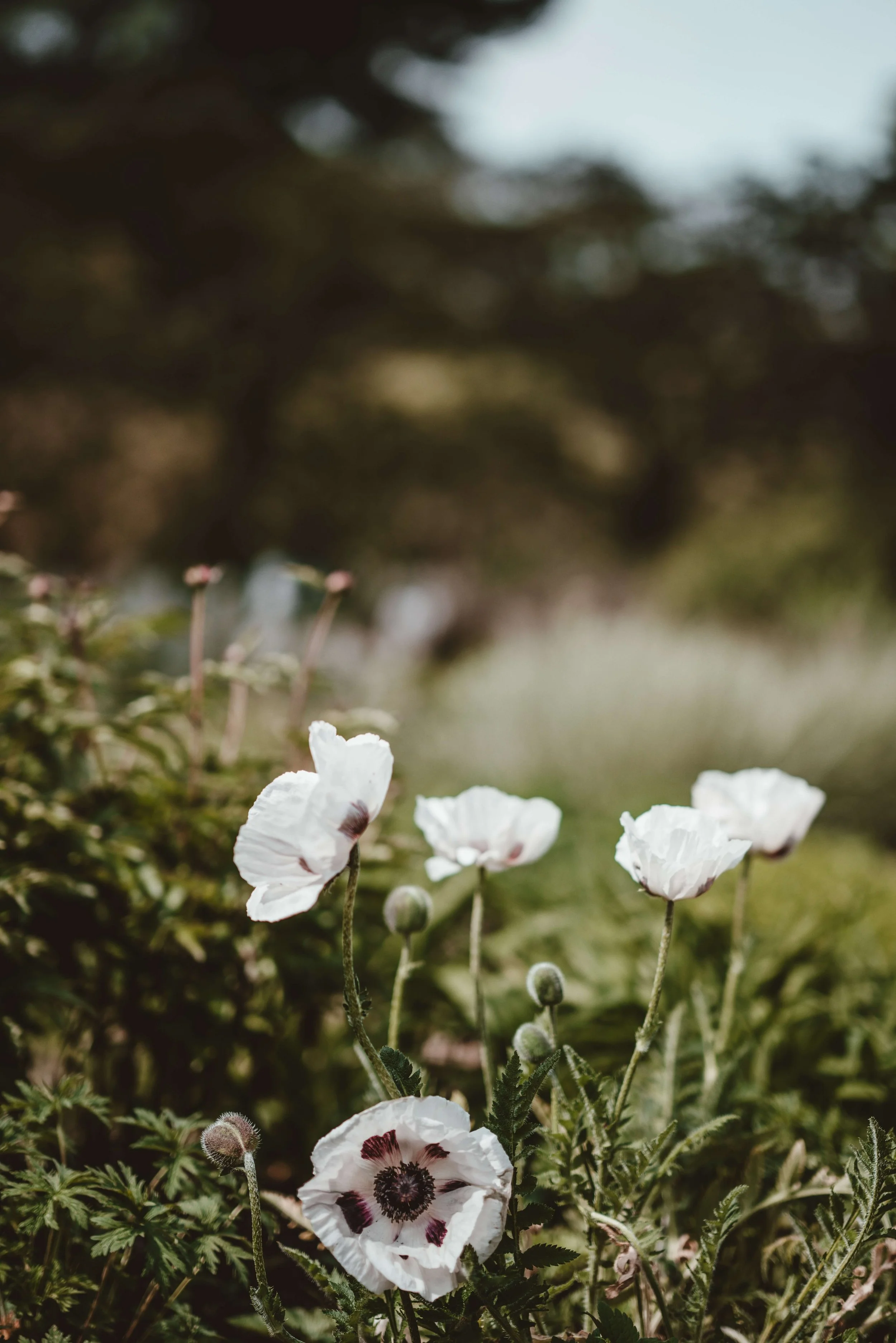 White and purple poppies in a field with blurred background.