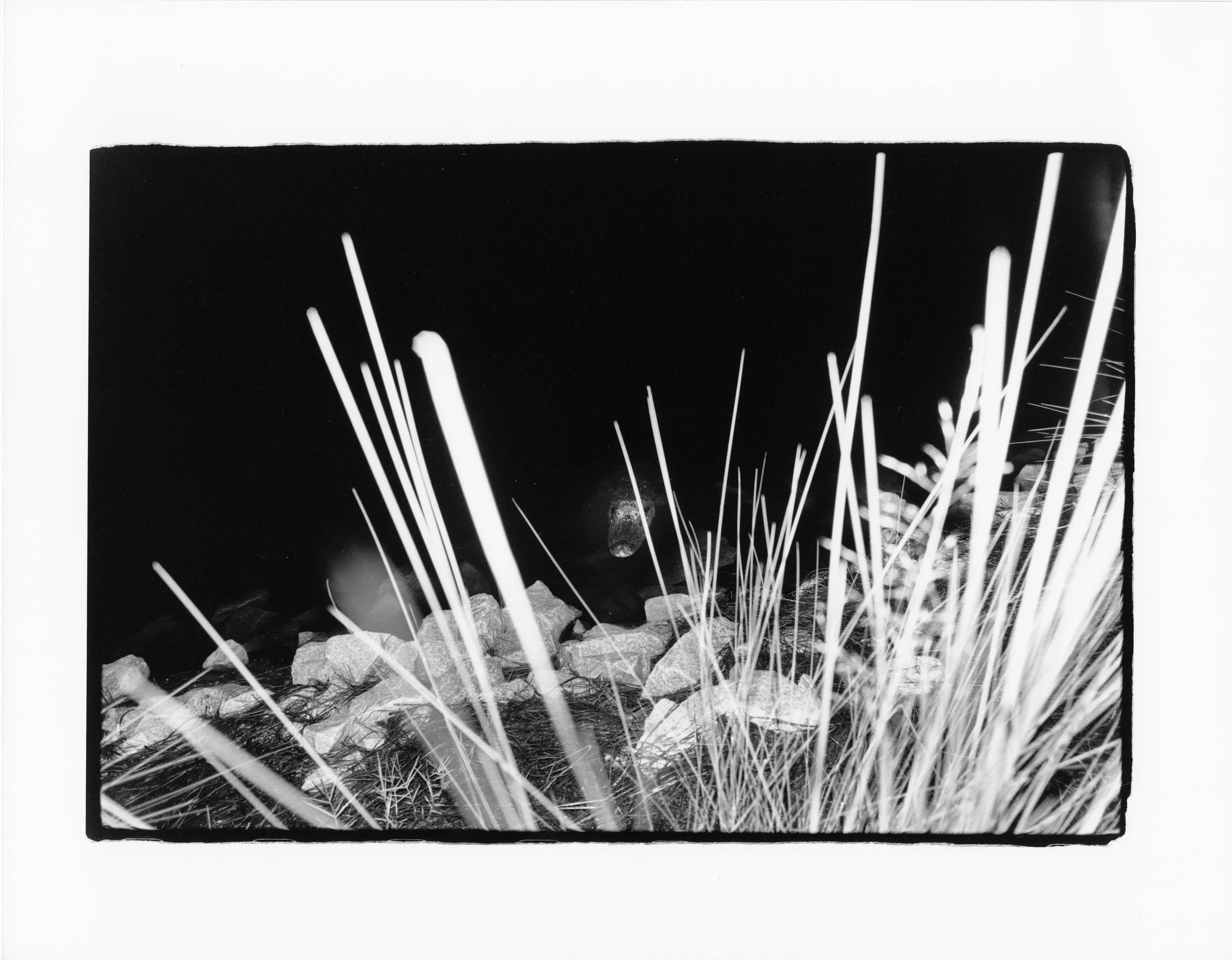 trev (11)1.jpg