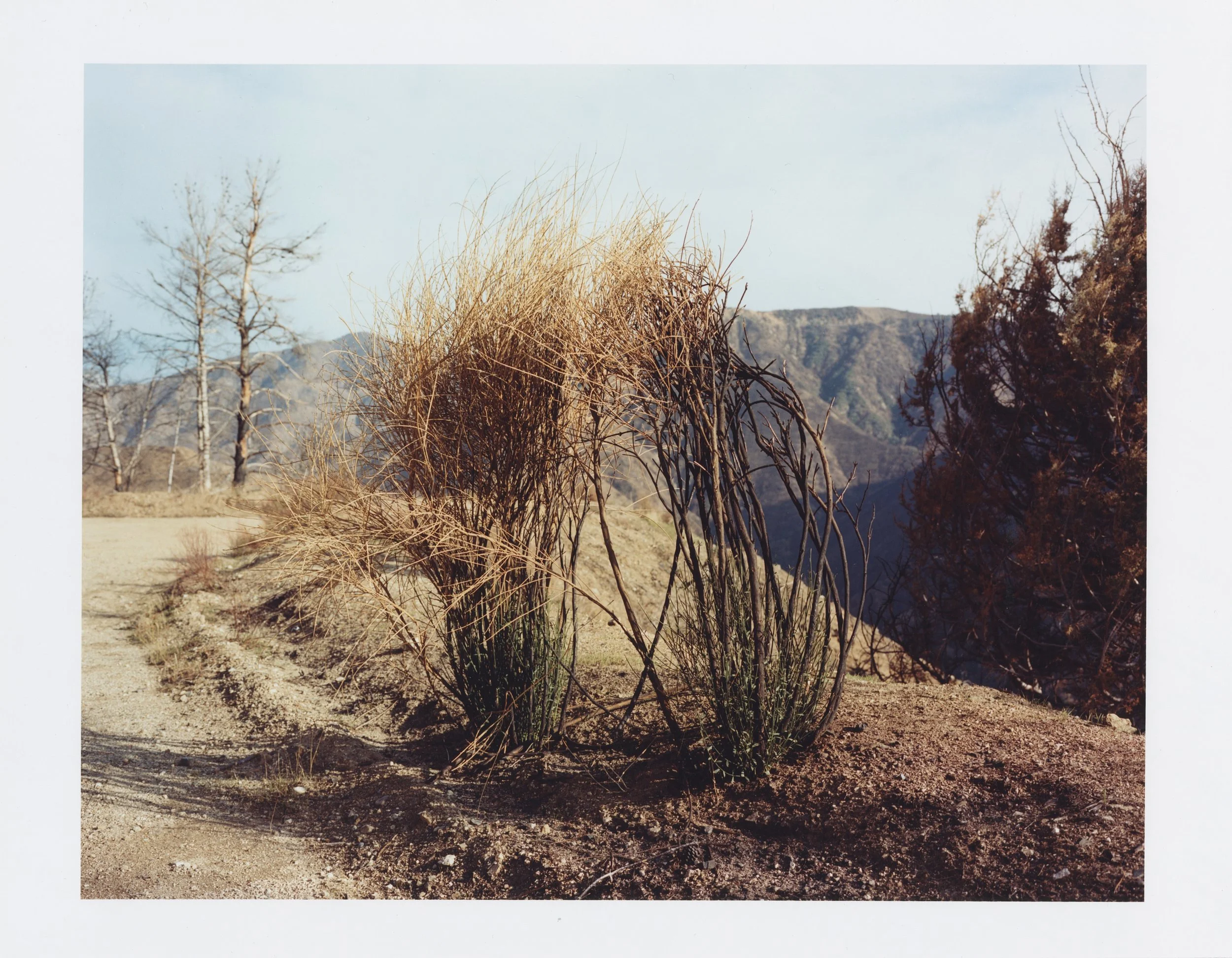 trev (5).jpg