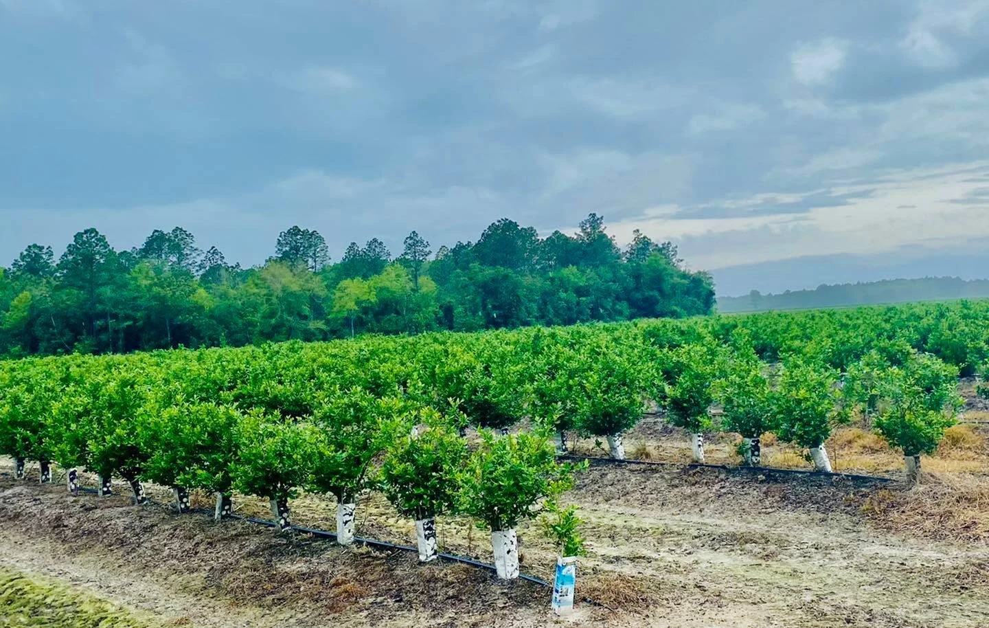 Berry Brothers Retail Blueberry Farm in Paw Paw Michigan