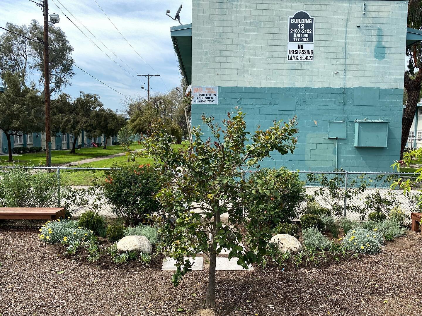 Adding more native plants and counting flowers!! In between the rains&hellip; some garden upkeep at @imperial_courts Unity Garden #greenspacesLA #greenspaces