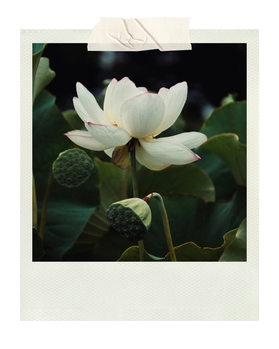 A white lotus flower in bloom surrounded by green lotus leaves.