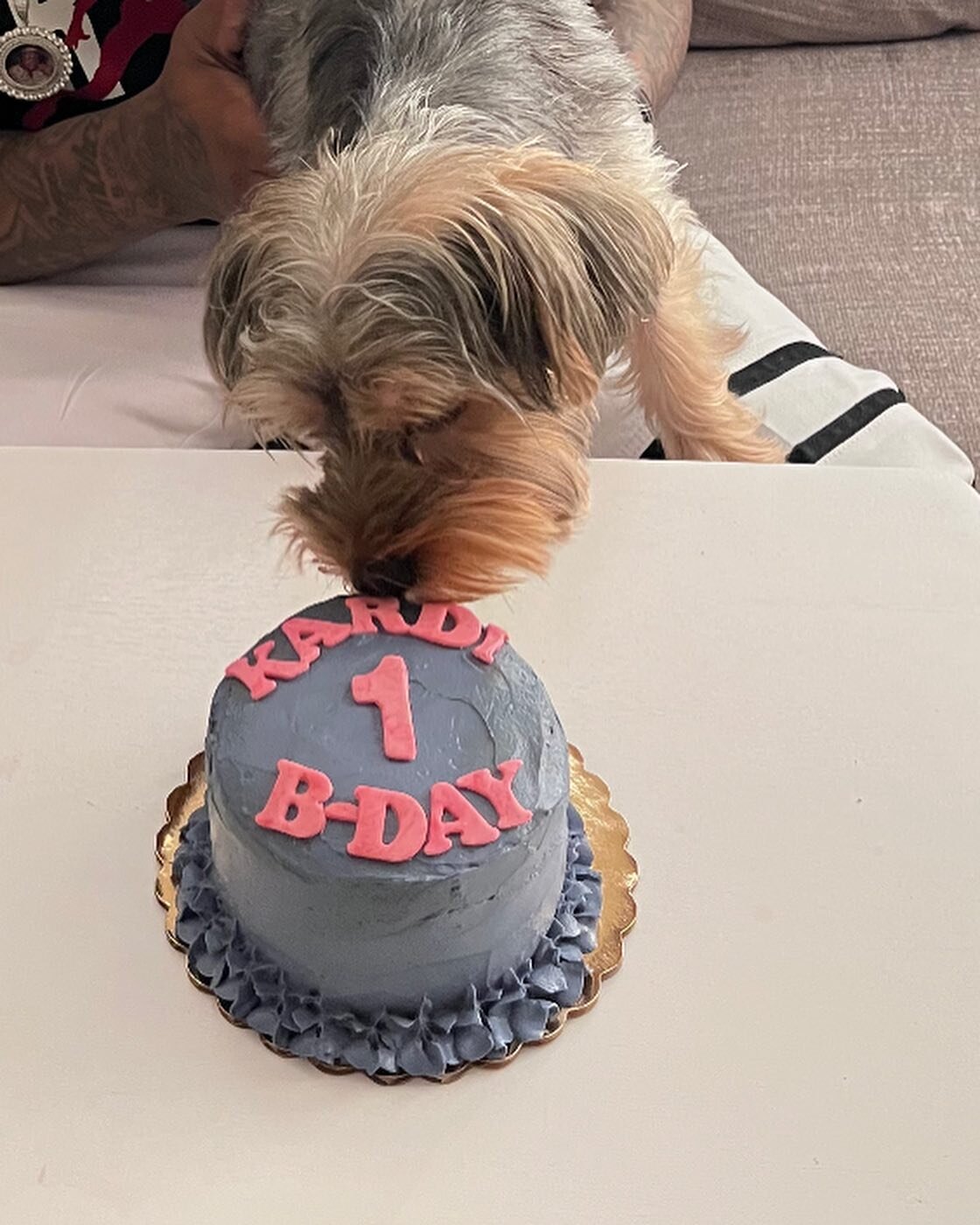 Happy Pawsome 1st B-DAY to our sweet friend Kardi 🐾 #atx #atxdogs #atxdog #atxdogstagram #dogsofinstagram #dogsofzilkerpark #dogtreats #dogcakes #dogbirthday #birthdaydog #specialdog #petsofinstagram #petstagram #petsagram #cattreats #cats
#dogsitte