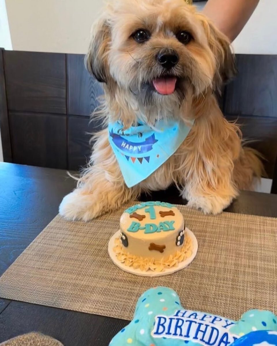 Happy Woof 1st B-DAY to our friend Bucky 🐾 #atx #atxdogs #atxdog #atxdogstagram #dogsofinstagram #dogsofzilkerpark #dogtreats #dogcakes #dogbirthday #birthdaydog #specialdog #petsofinstagram #petstagram #petsagram #cattreats #cats
#dogsitter #happyd