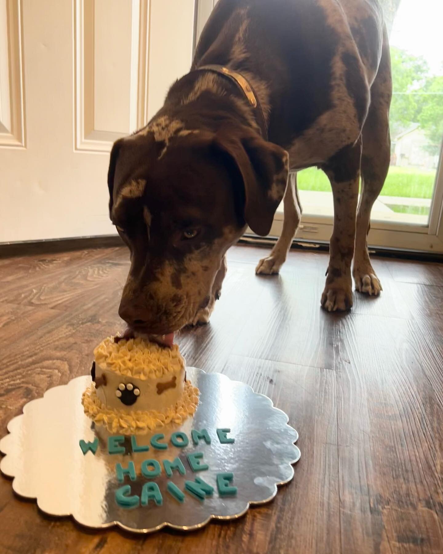 Welcome home to our friend Caine. Your mom is happy to have you back and we are happy to have baked for you 🏡 🐾💖 #atx #atxdogs #atxdog #atxdogstagram #dogsofinstagram #dogsofzilkerpark #dogtreats #dogcakes #dogbirthday #birthdaydog #specialdog #pe