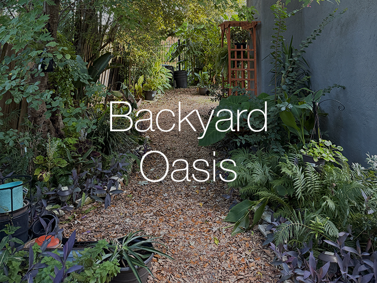 Backyard Oasis