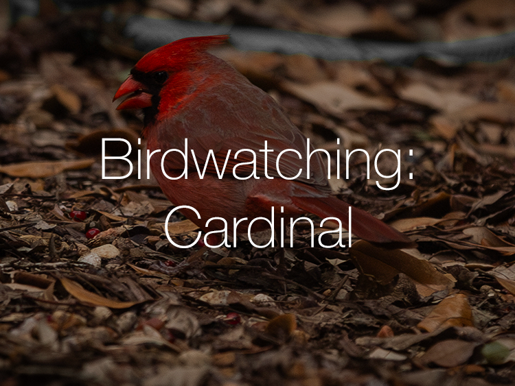 Birdwatching: Cardinal