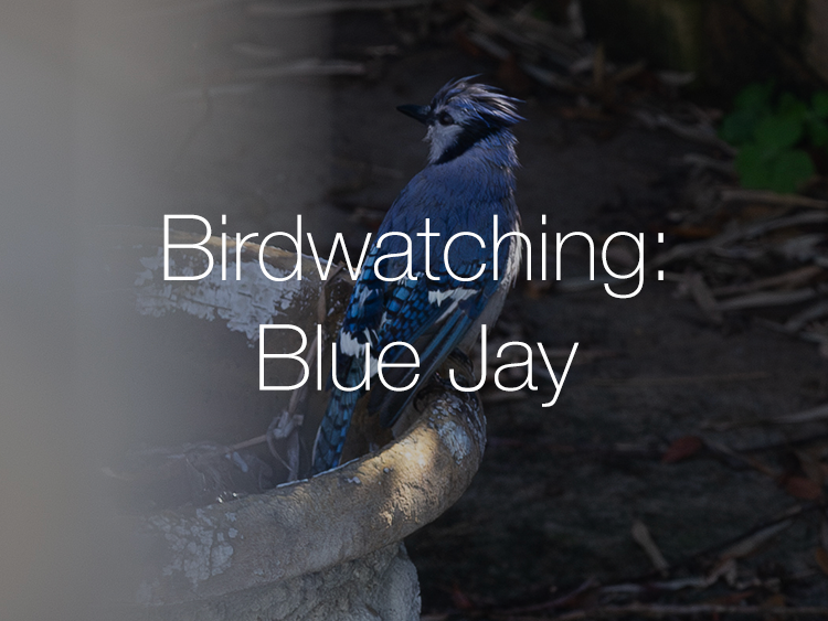 Birdwatching: Blue Jay