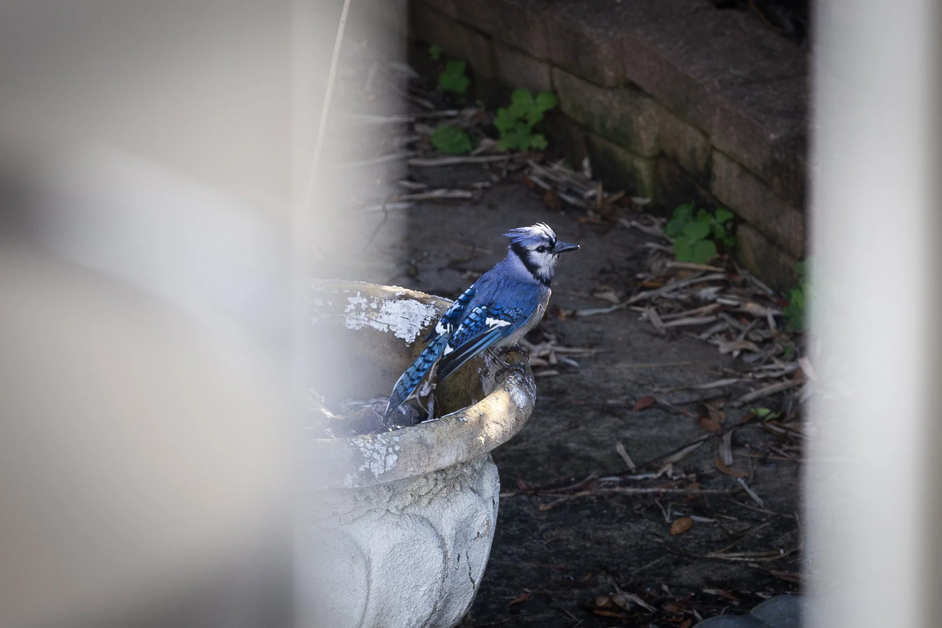 Blue Jay-2.jpg