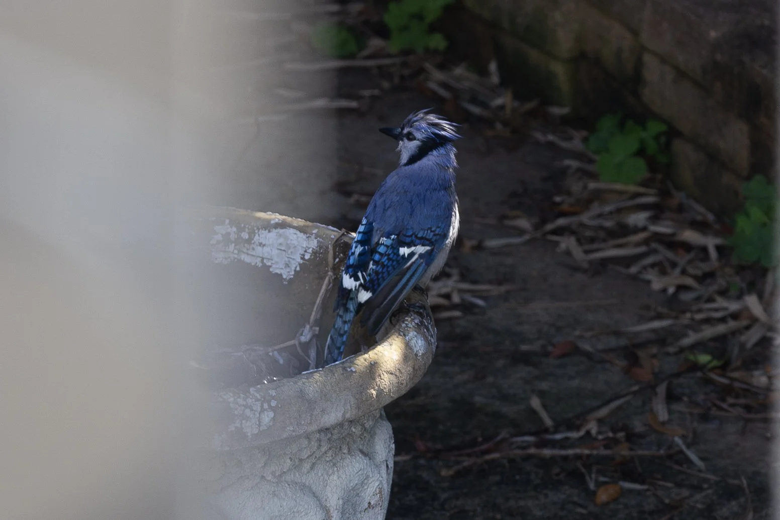 Blue Jay-3.jpg