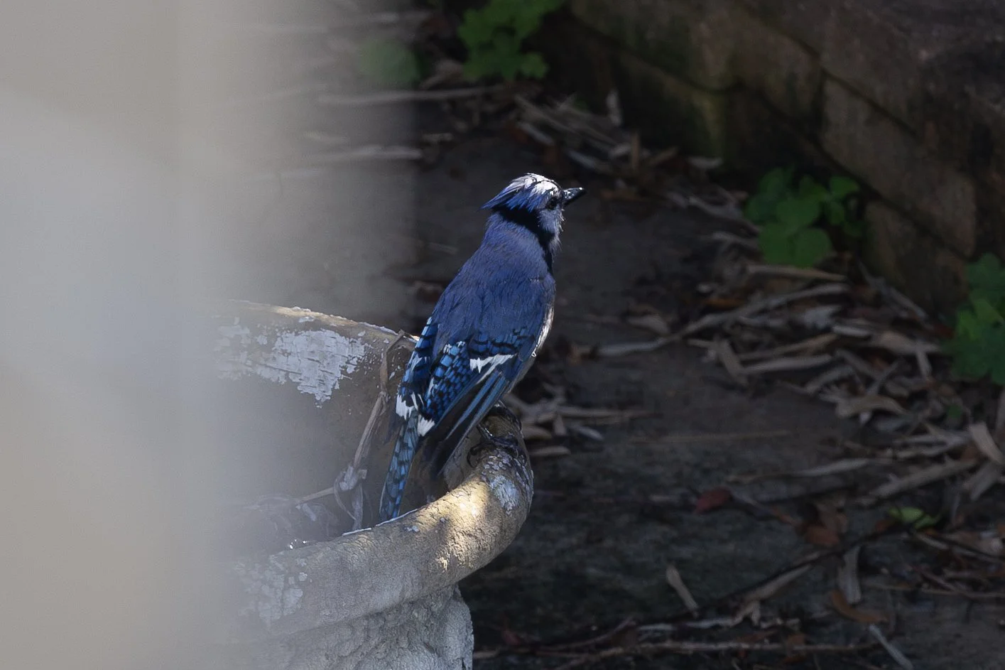 Blue Jay-4.jpg