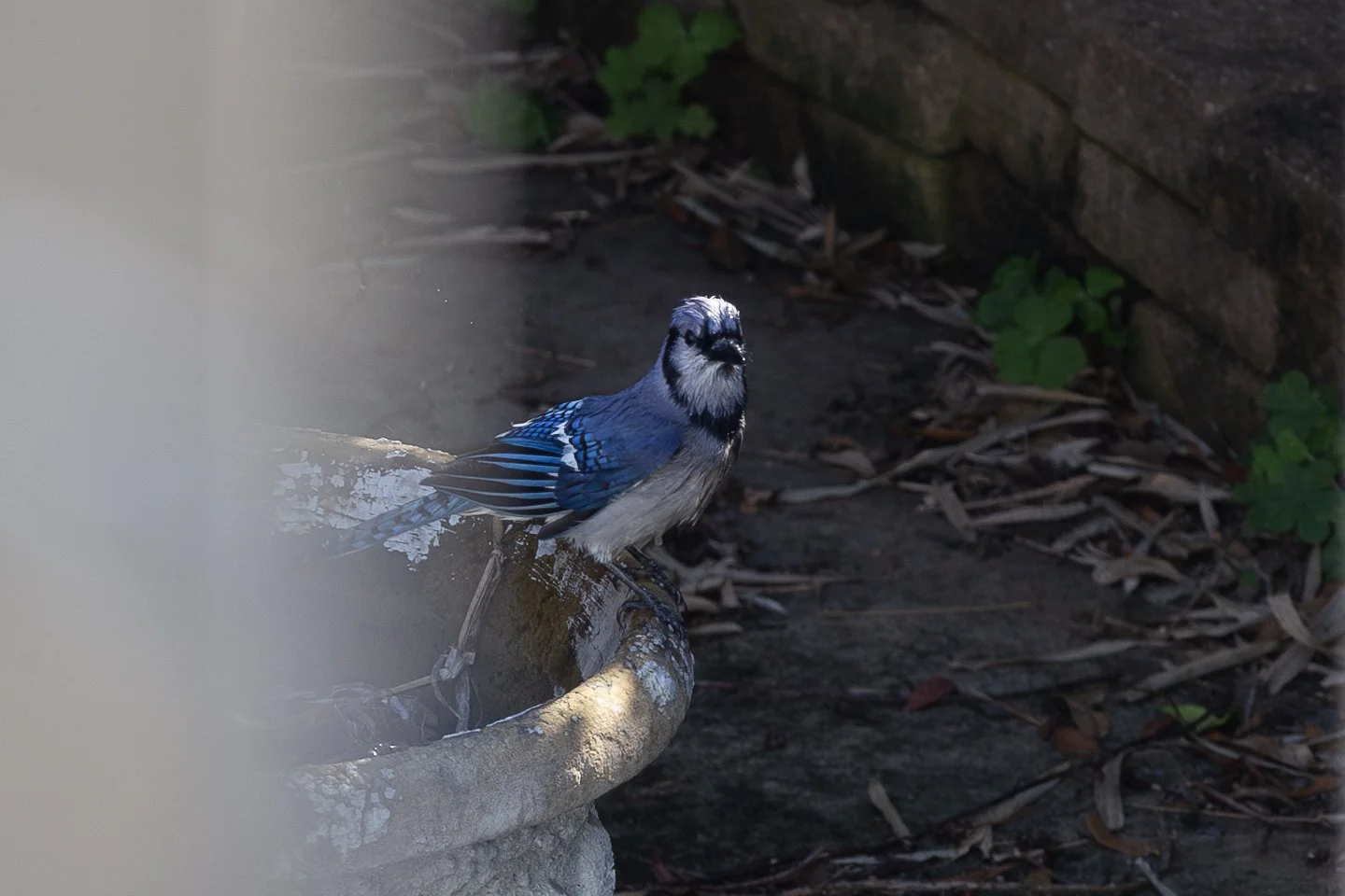 Blue Jay-5.jpg