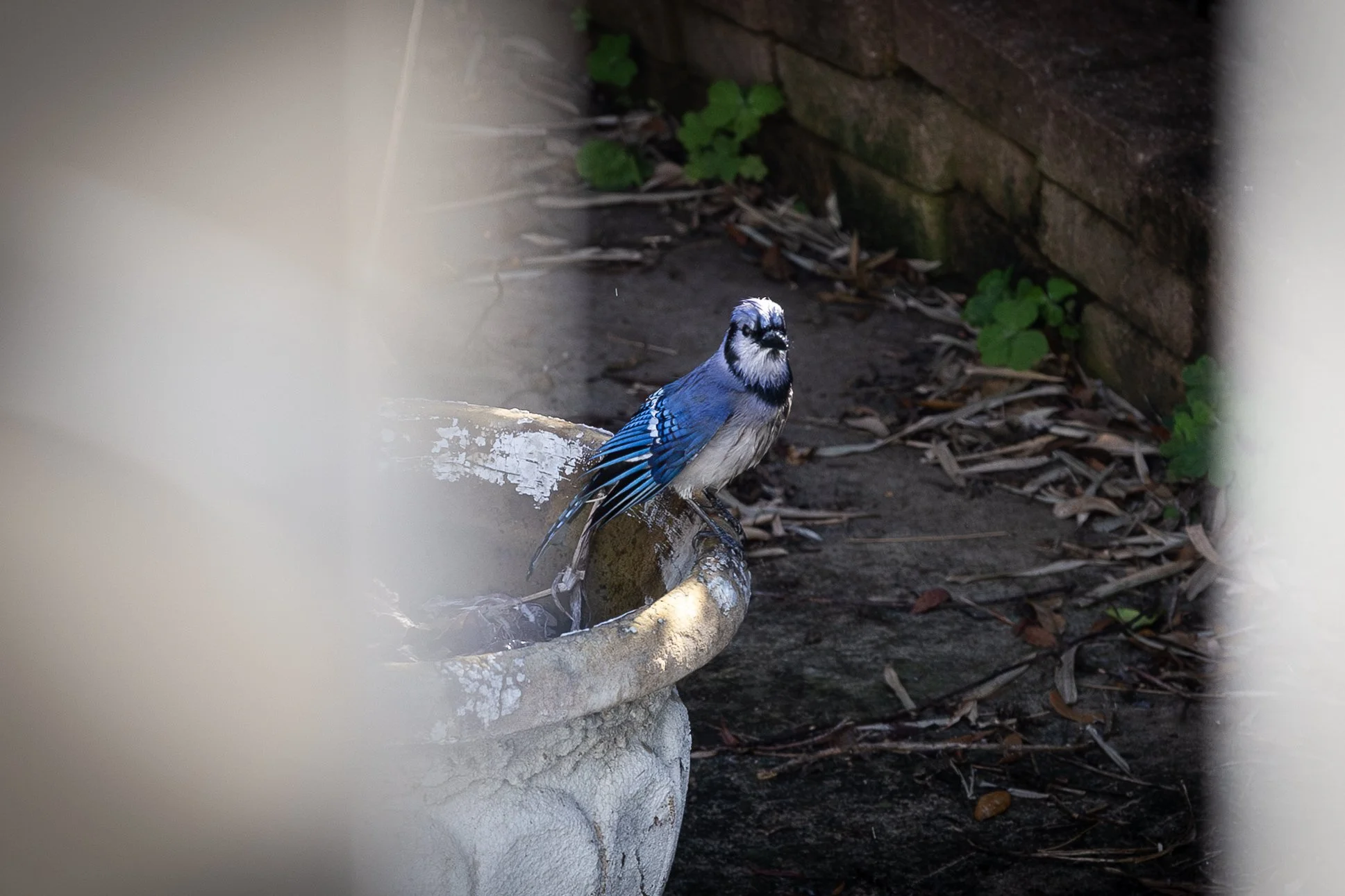 Blue Jay-6.jpg