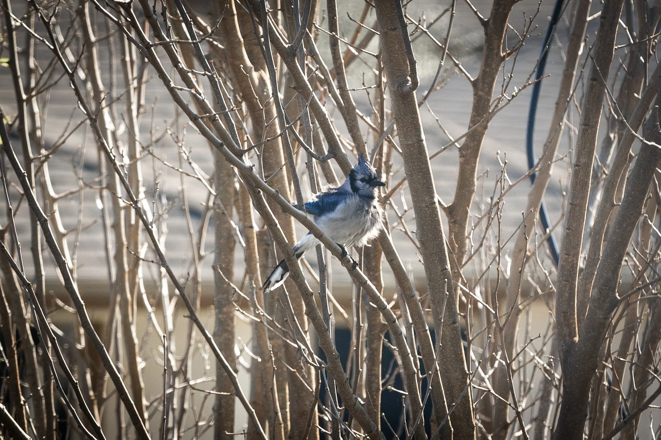 Blue Jay-7.jpg