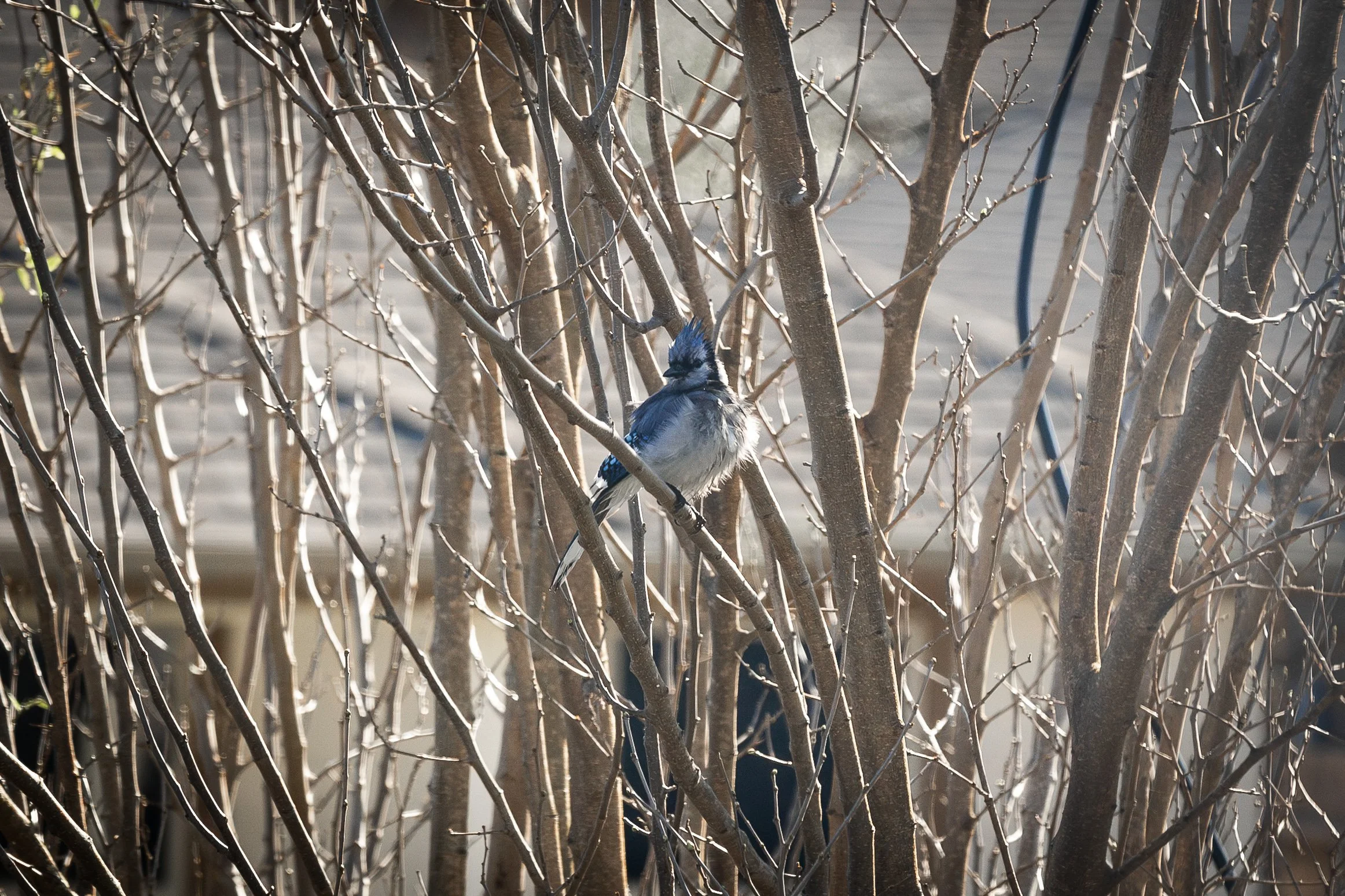 Blue Jay-8.jpg