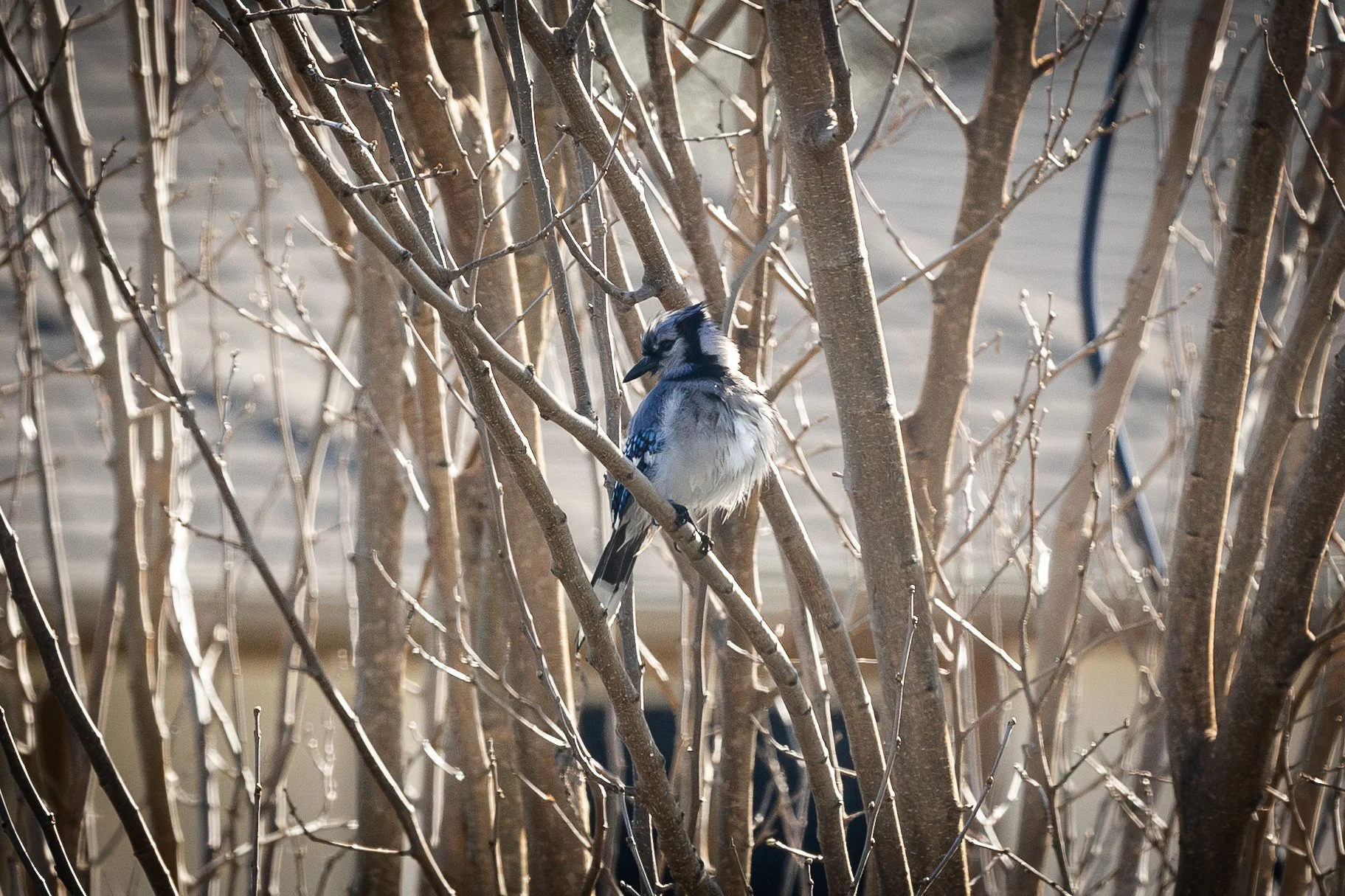 Blue Jay-9.jpg
