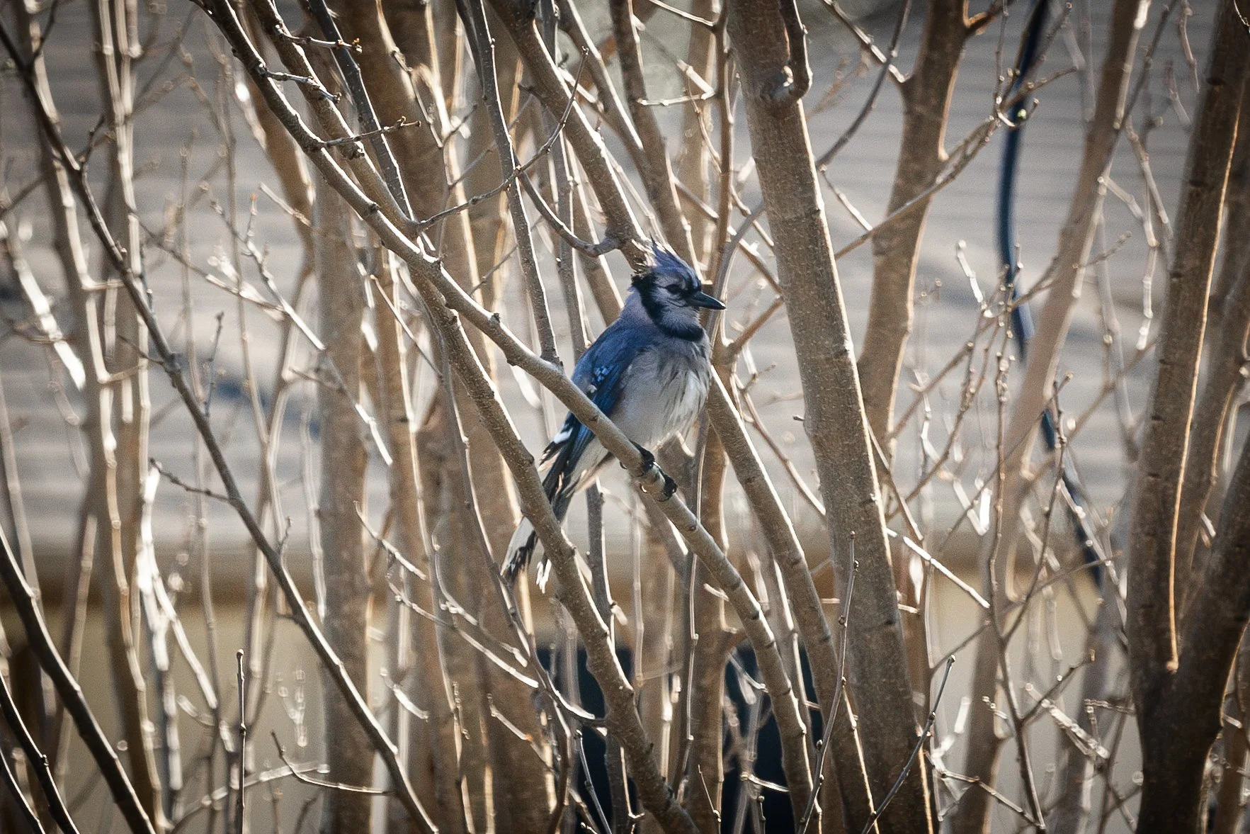 Blue Jay-10.jpg