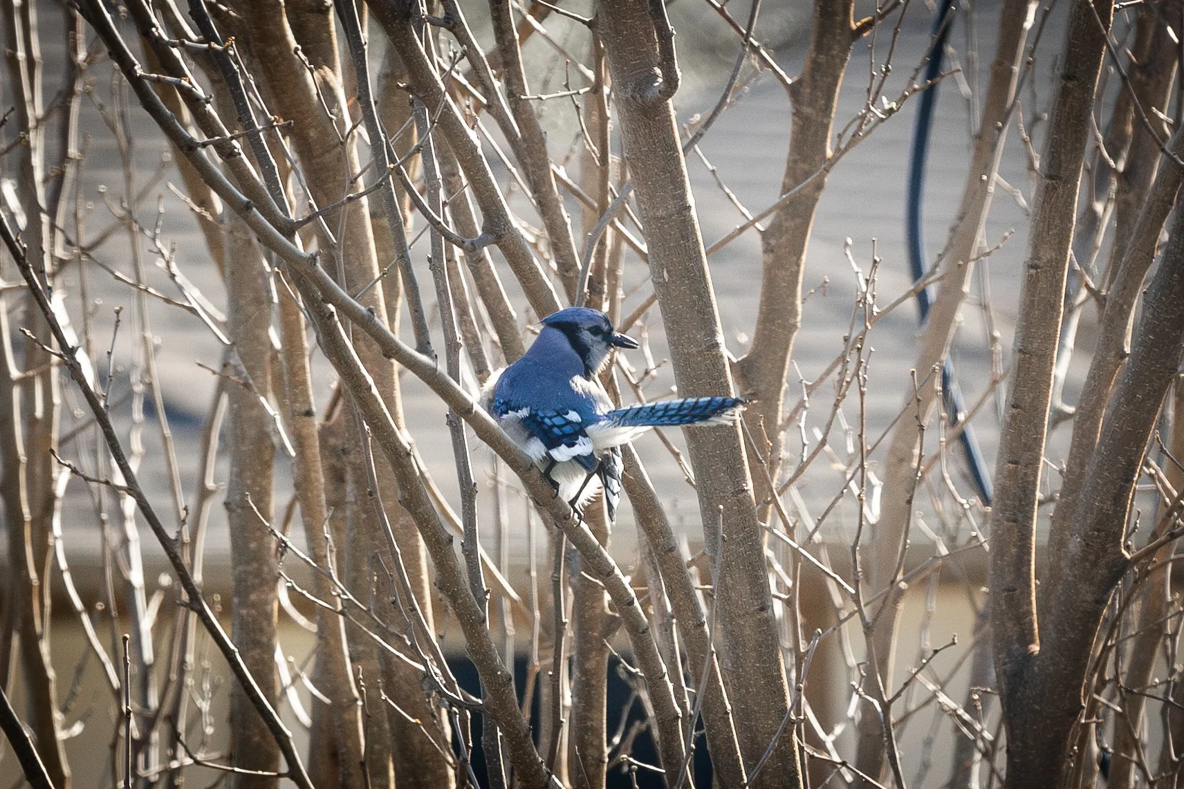 Blue Jay-11.jpg