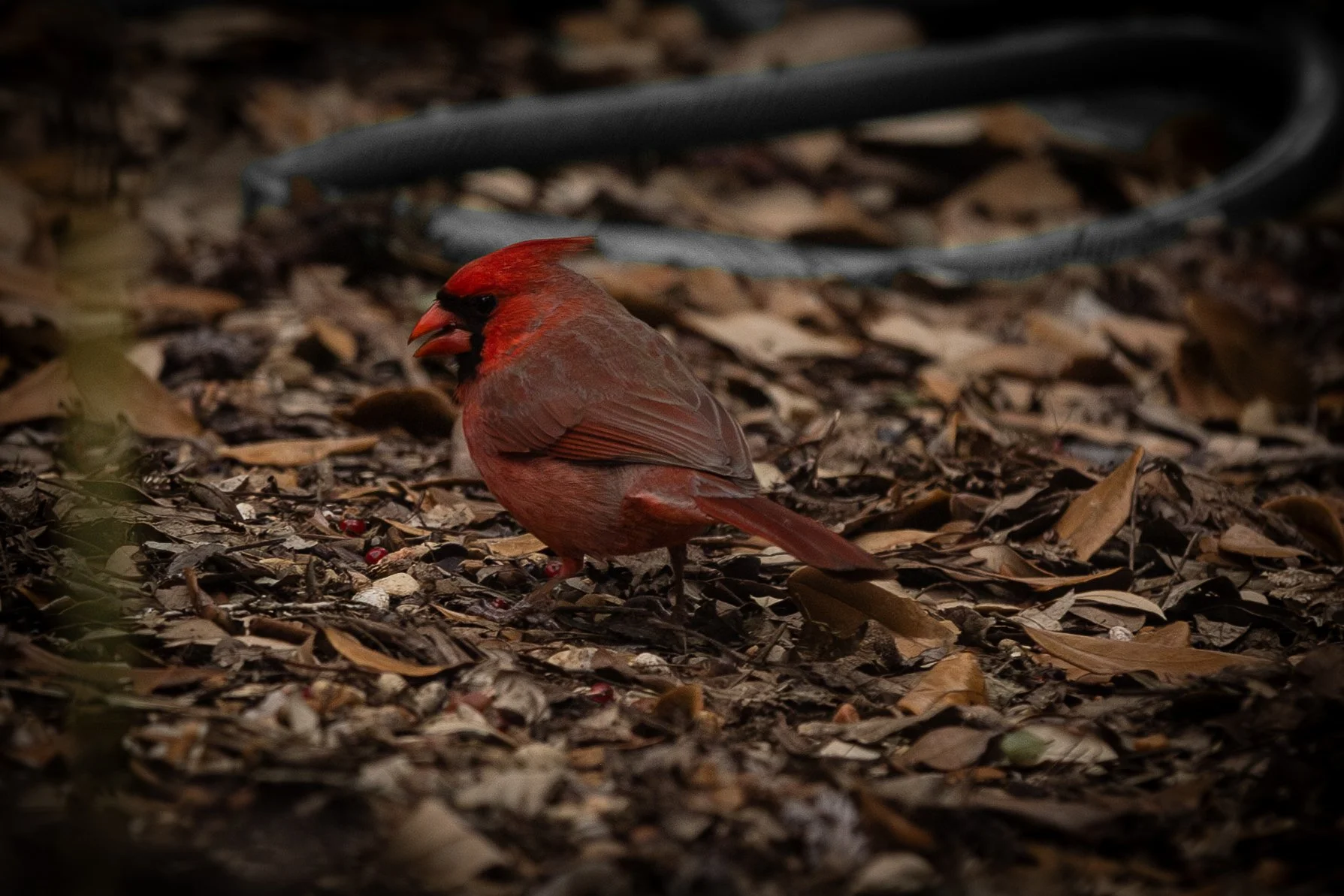 Cardinals-1.jpg