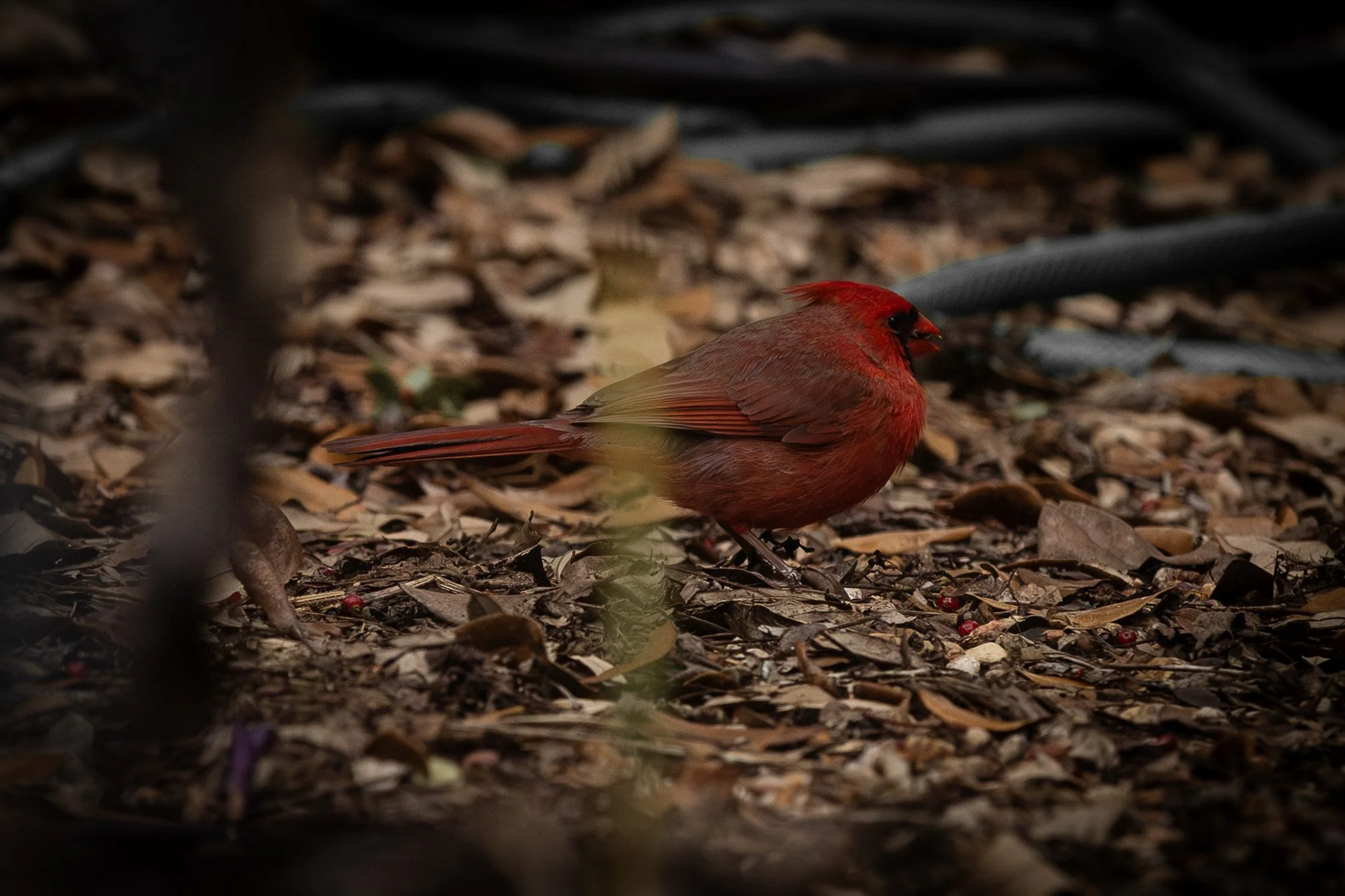 Cardinals-2.jpg