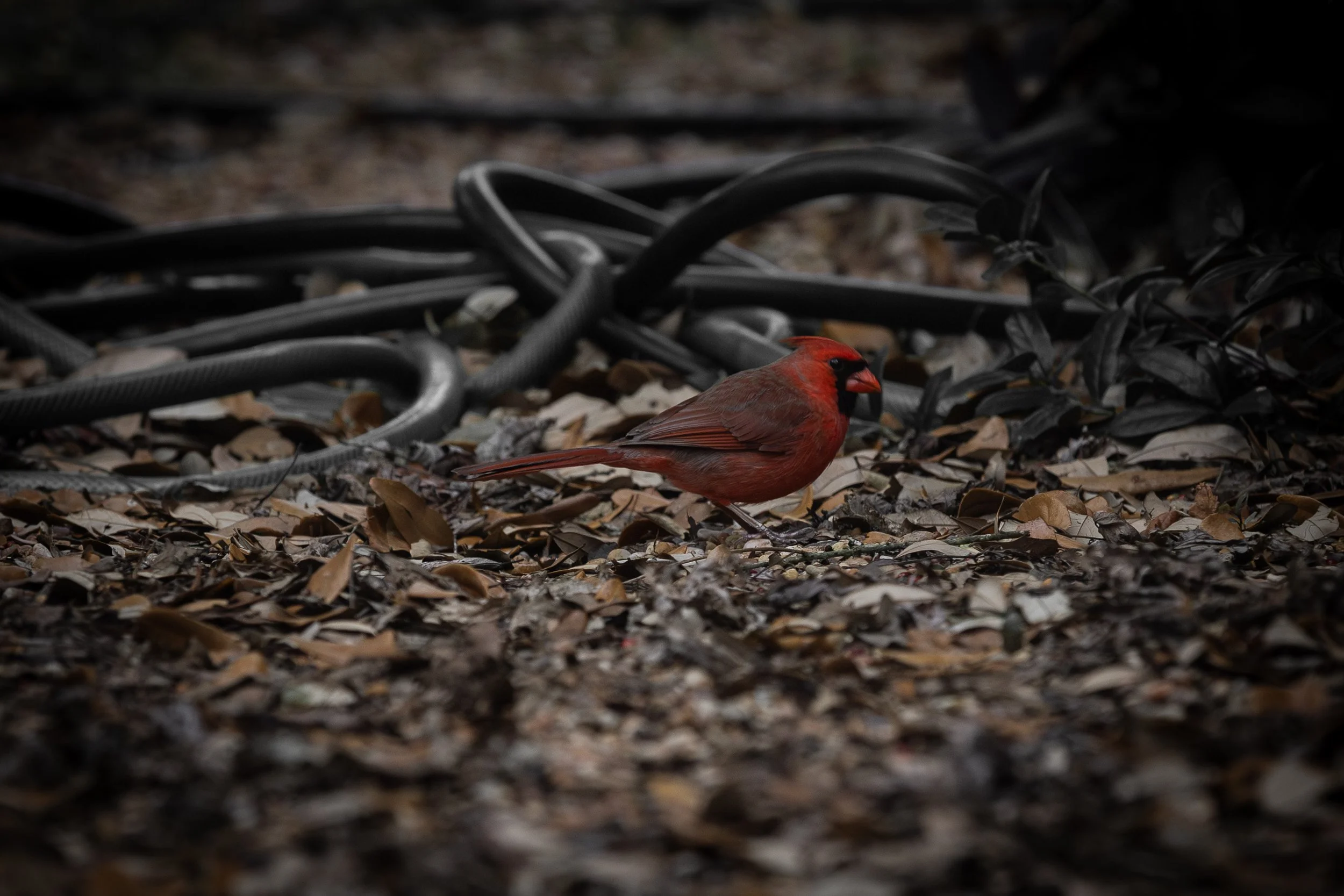 Cardinals-3.jpg