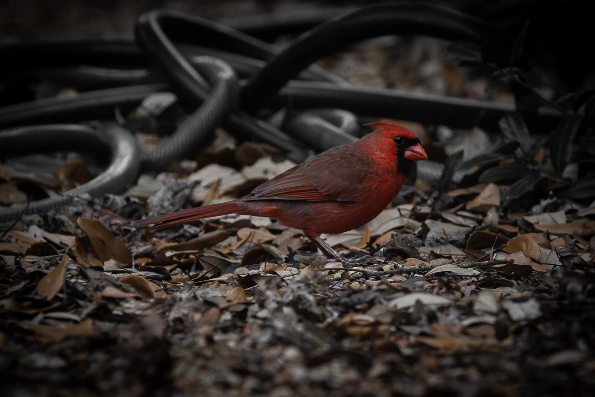 Cardinals-4.jpg