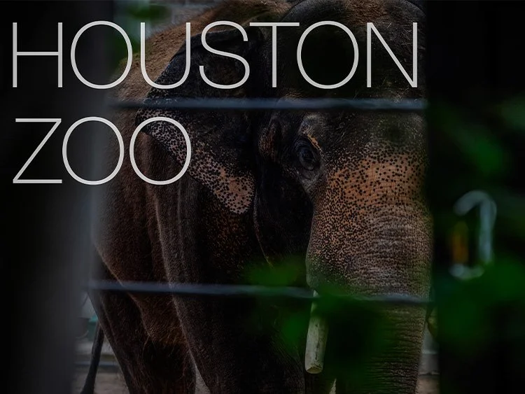 The Houston Zoo