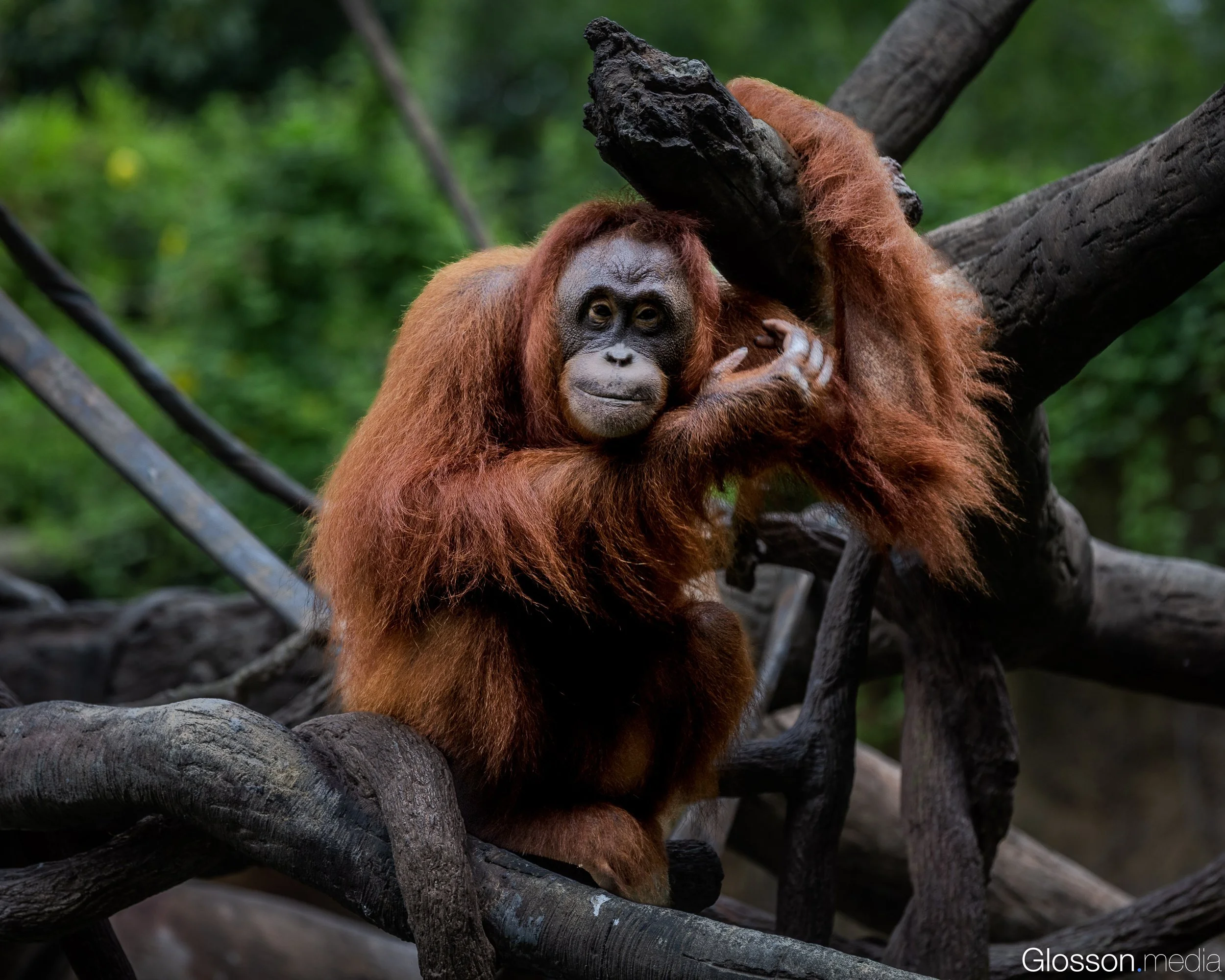 Zoo-2.jpg