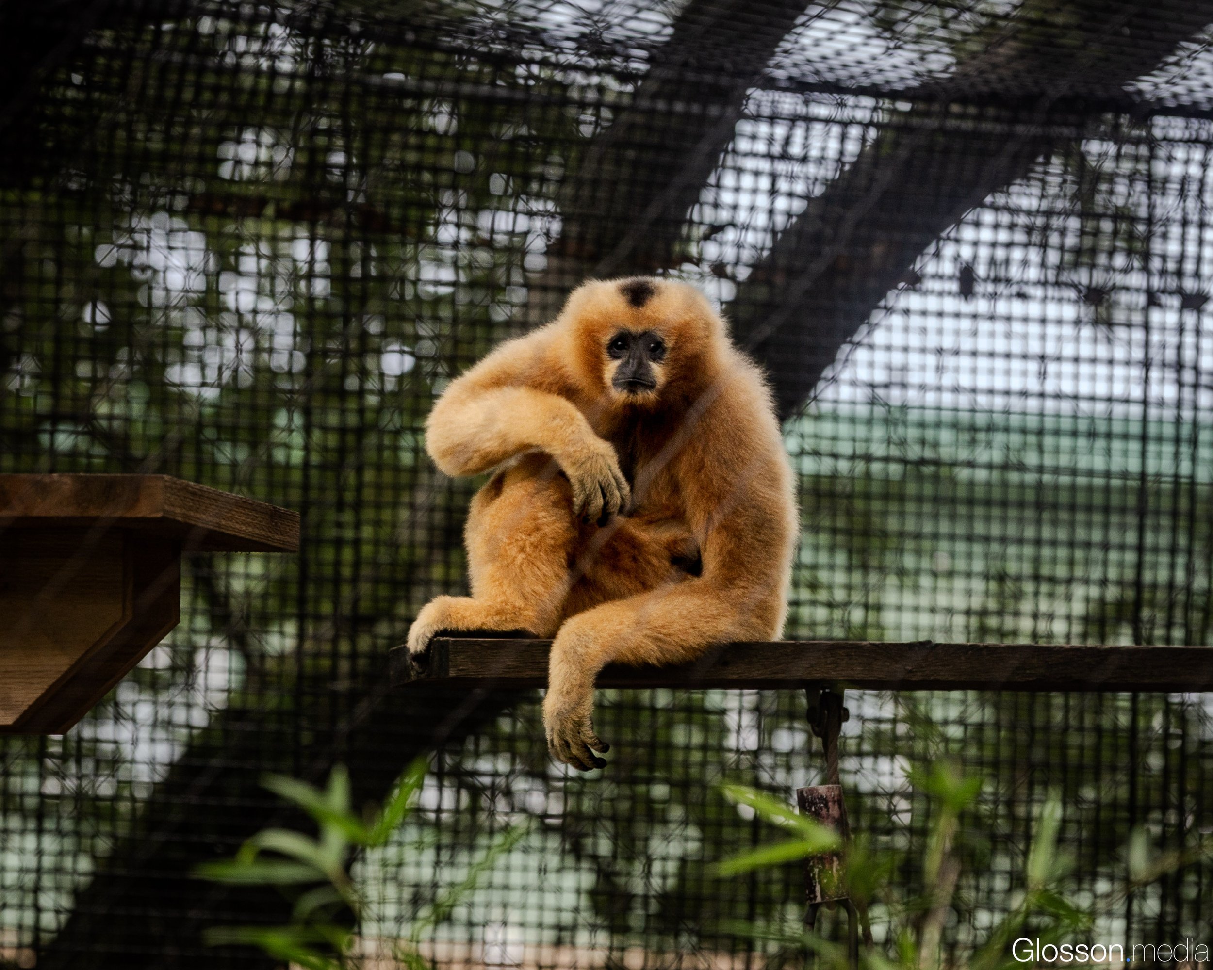 Zoo-3.jpg