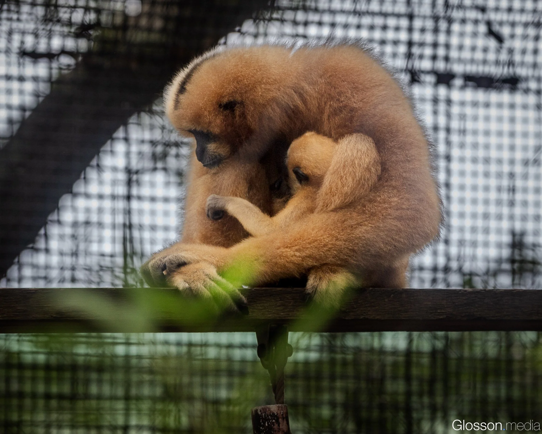 Zoo-4.jpg