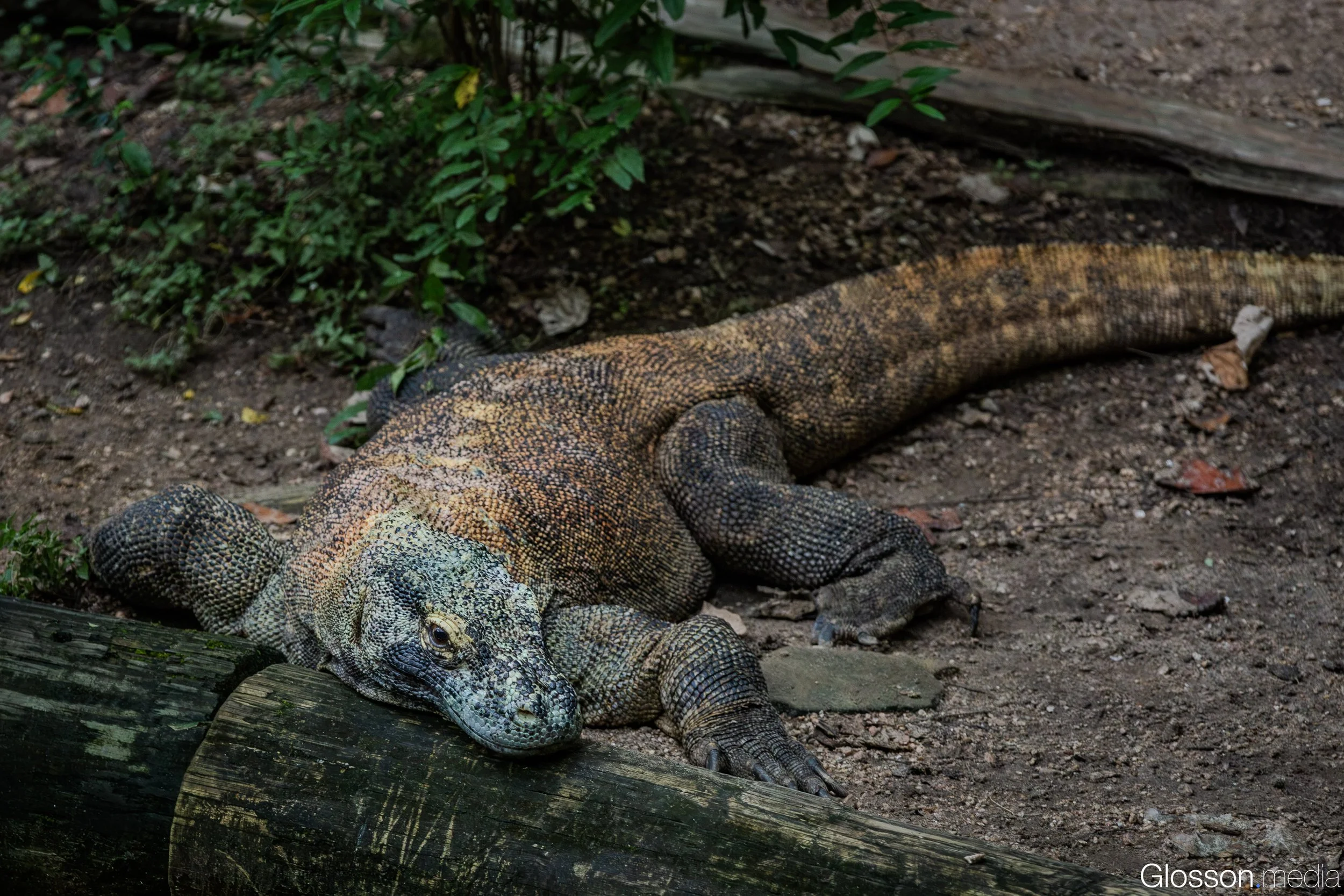 Zoo-7.jpg