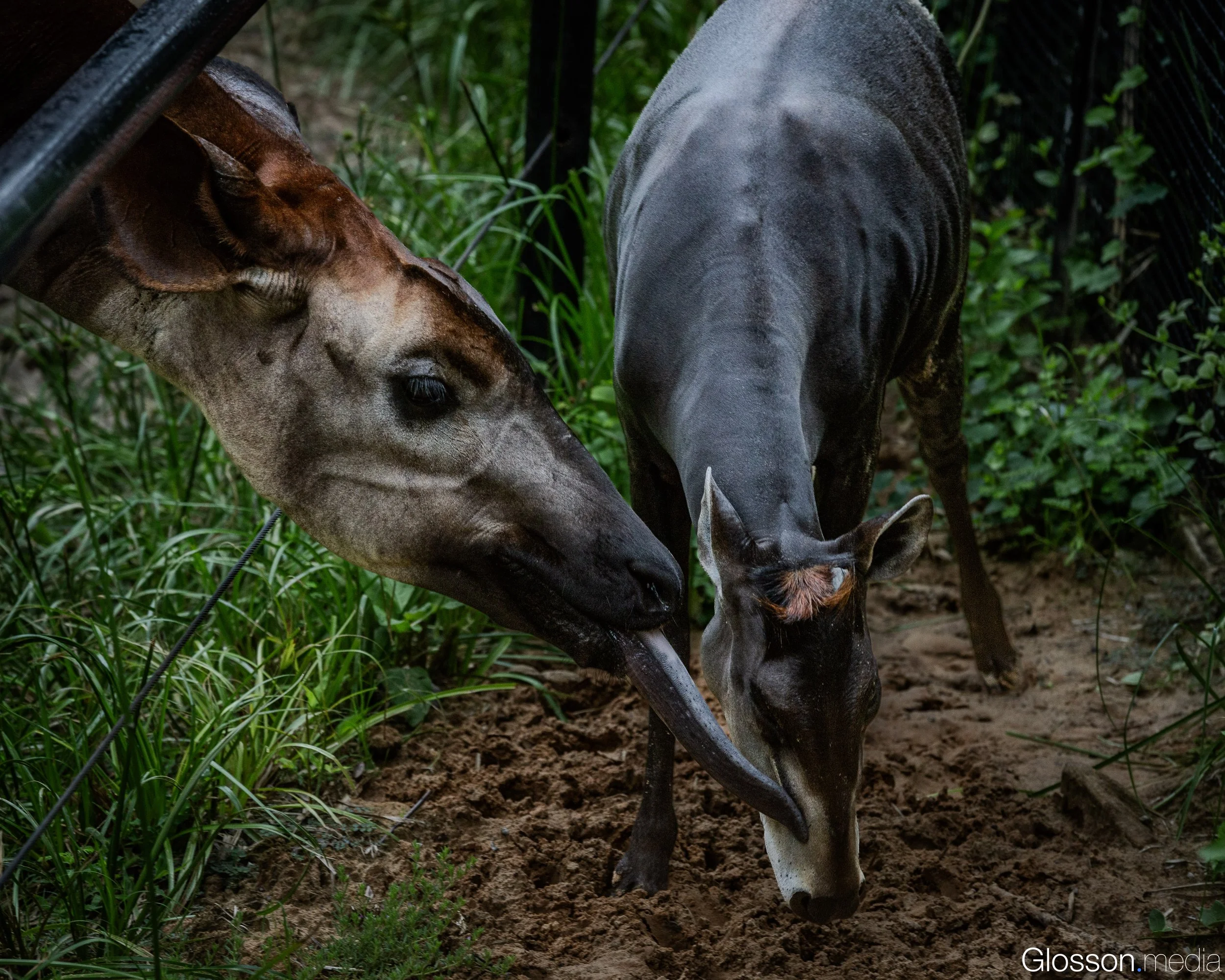 Zoo-8.jpg