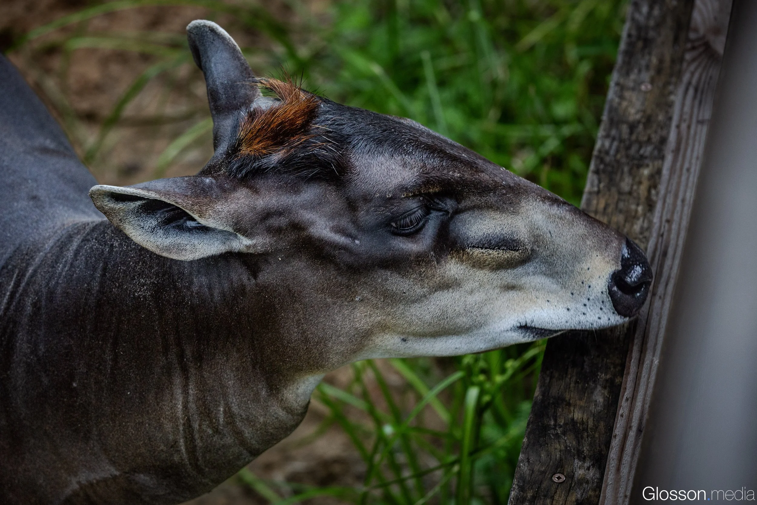 Zoo-9.jpg