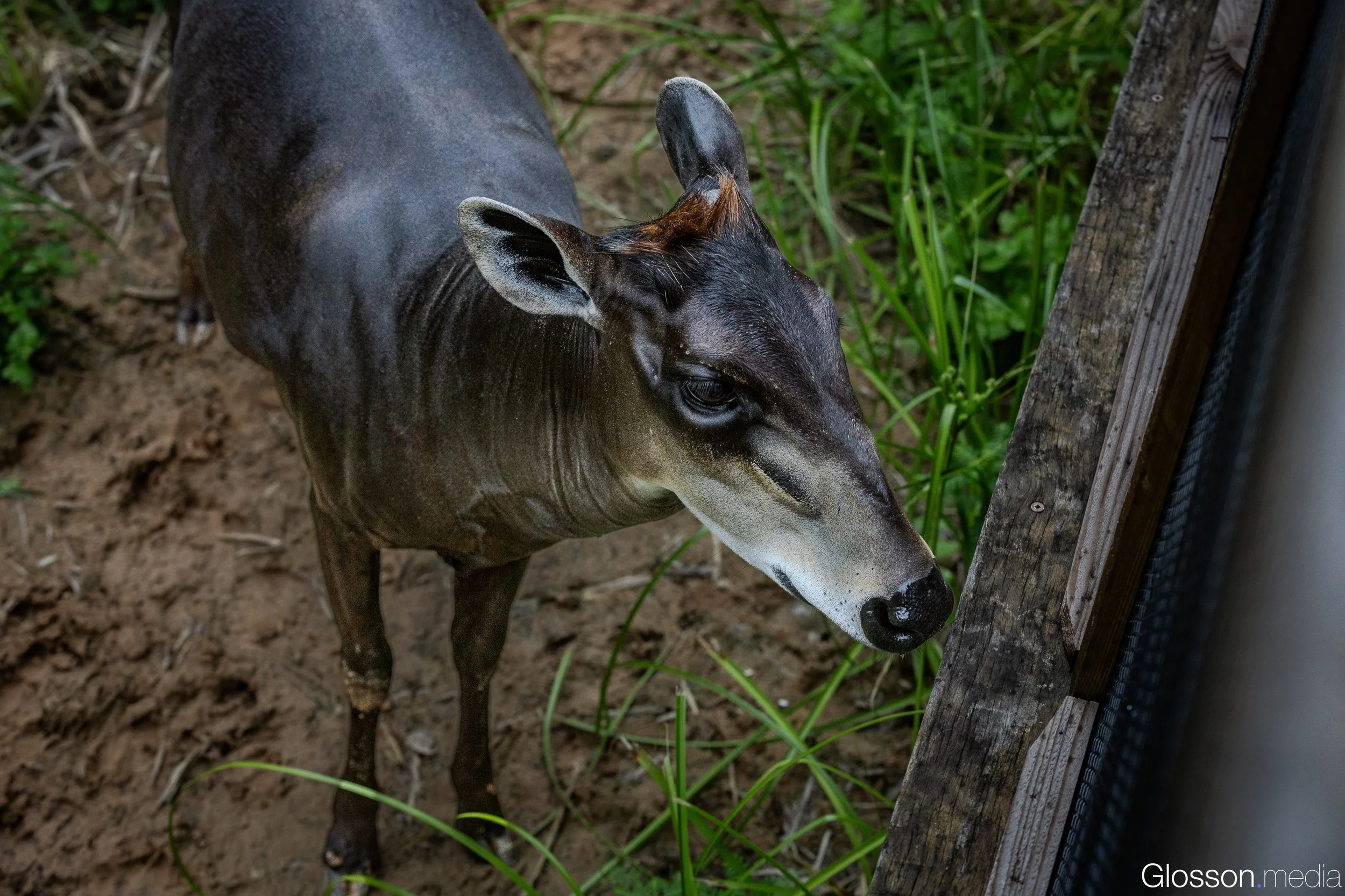 Zoo-10.jpg