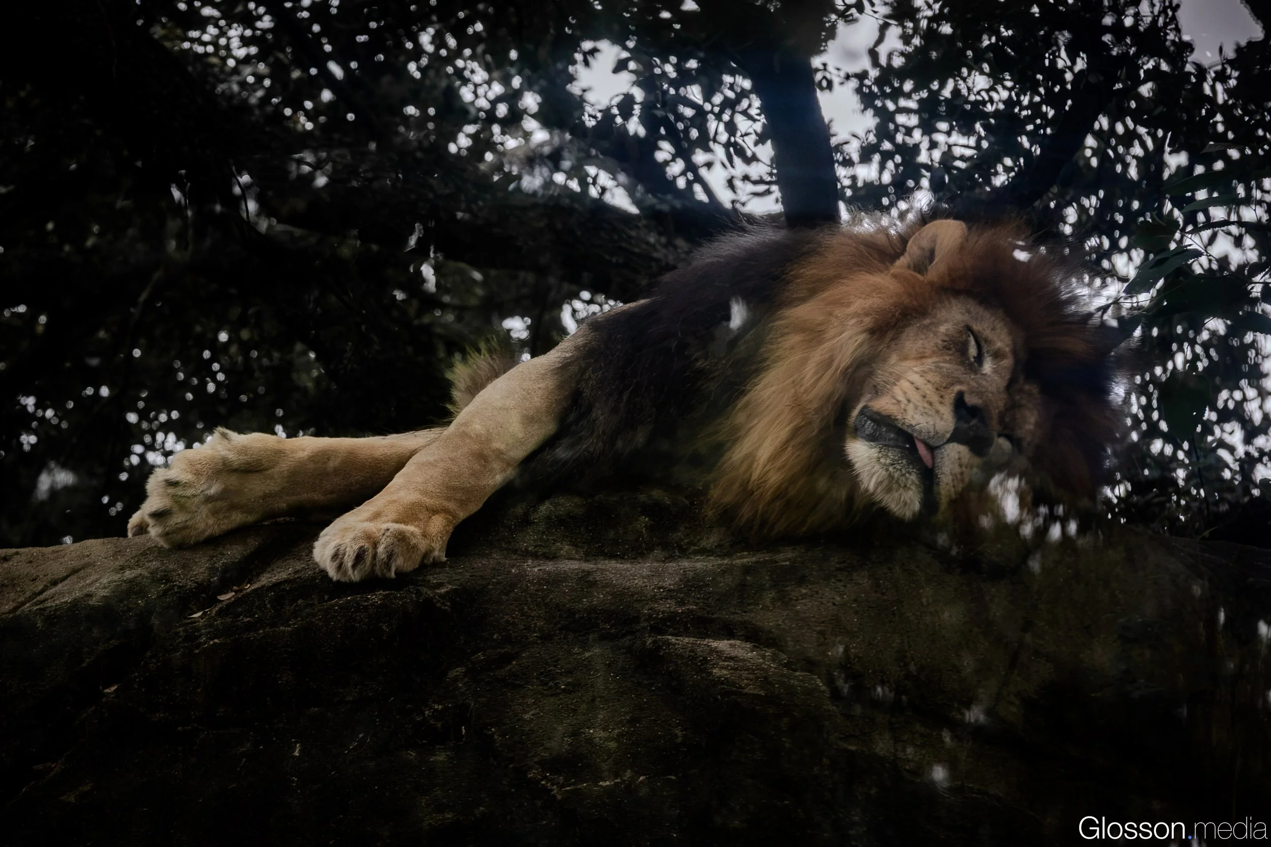 Zoo-11.jpg