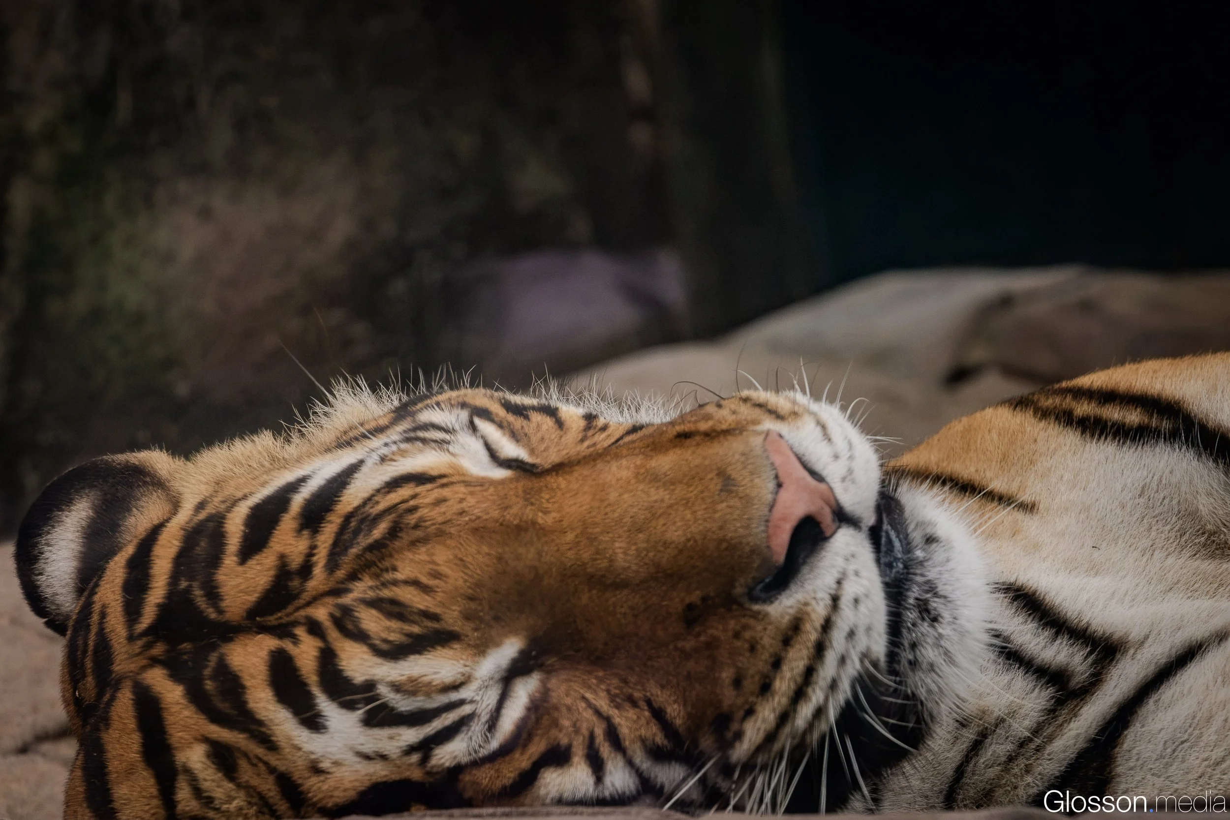 Zoo-13.jpg
