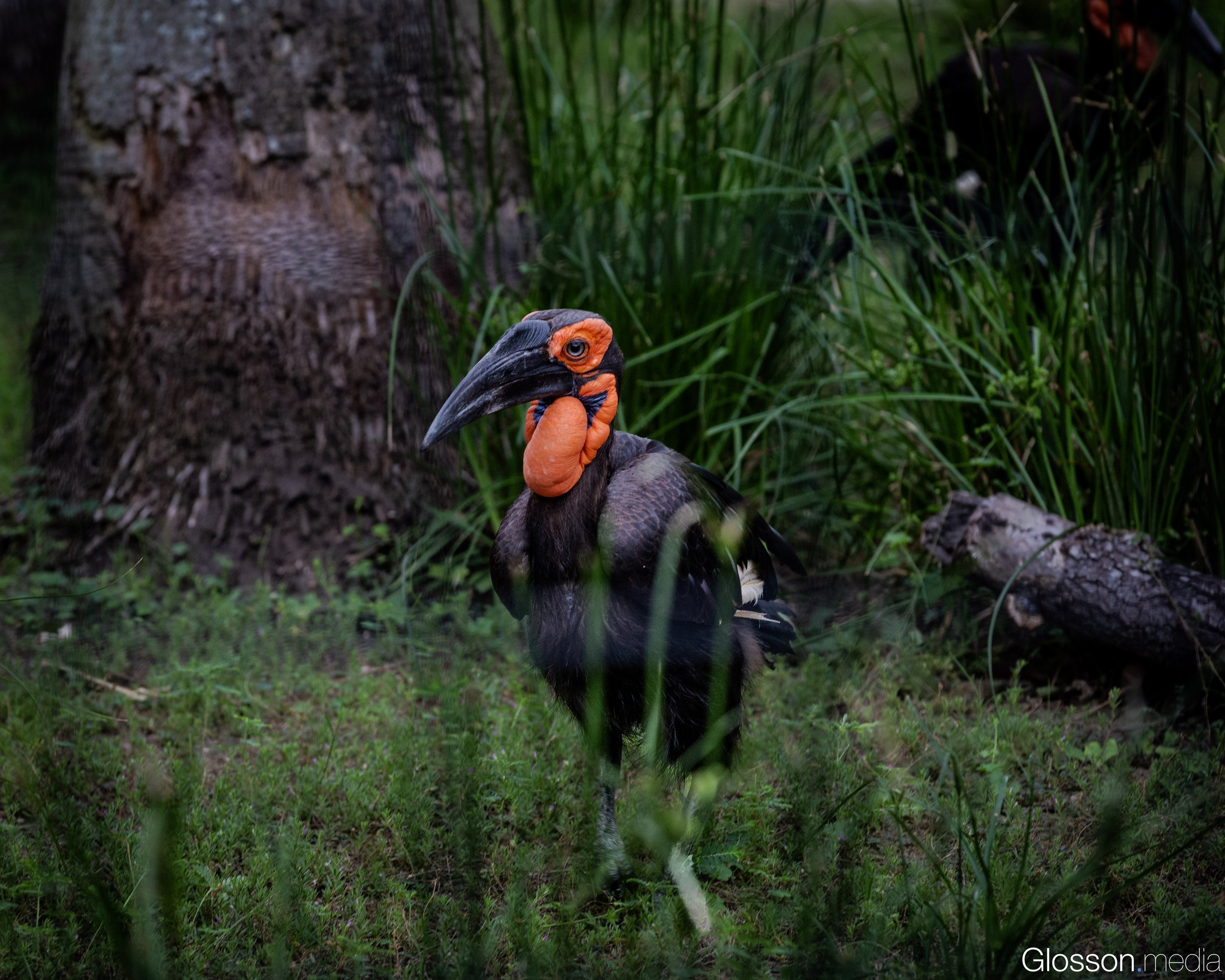 Zoo-14.jpg