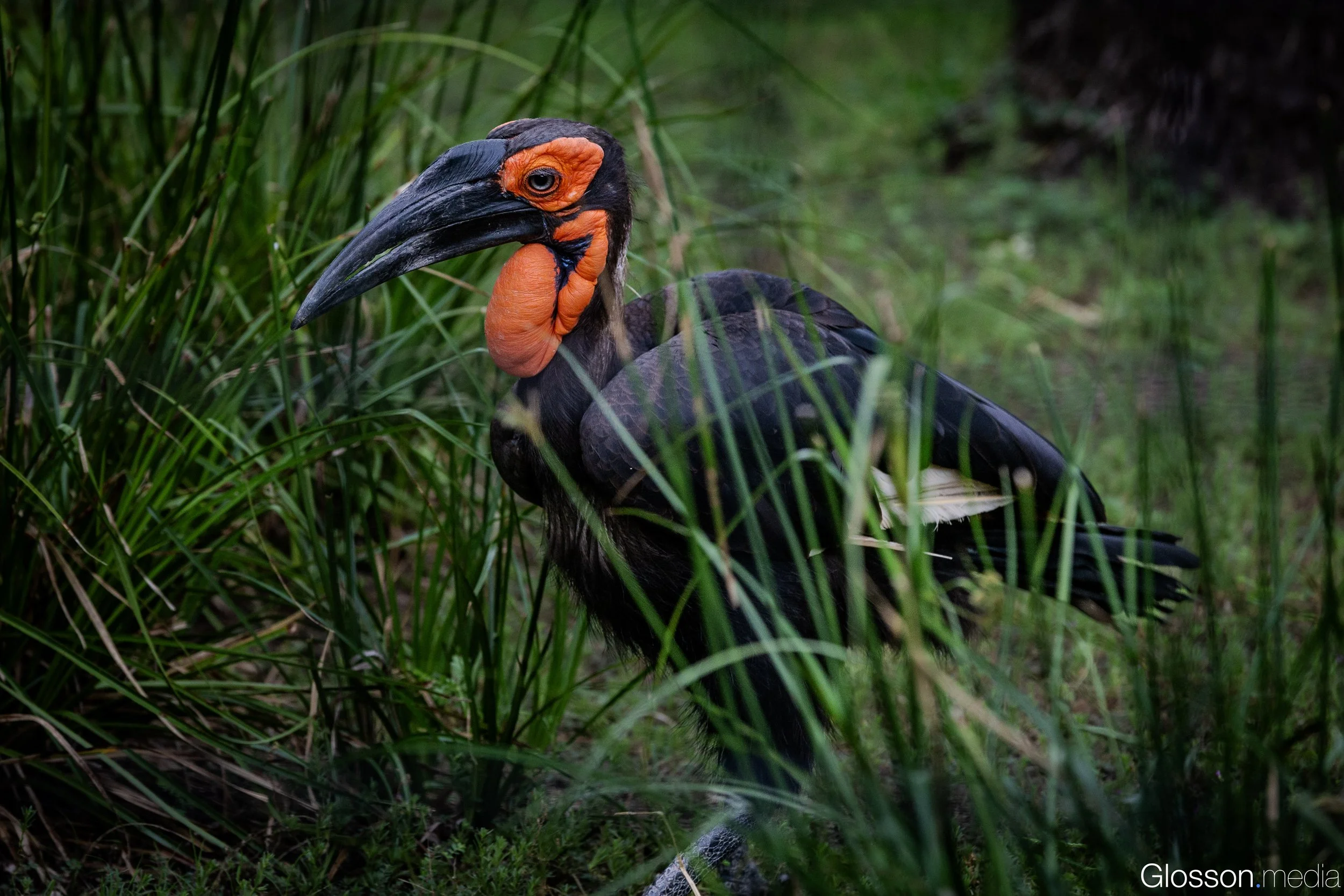 Zoo-15.jpg