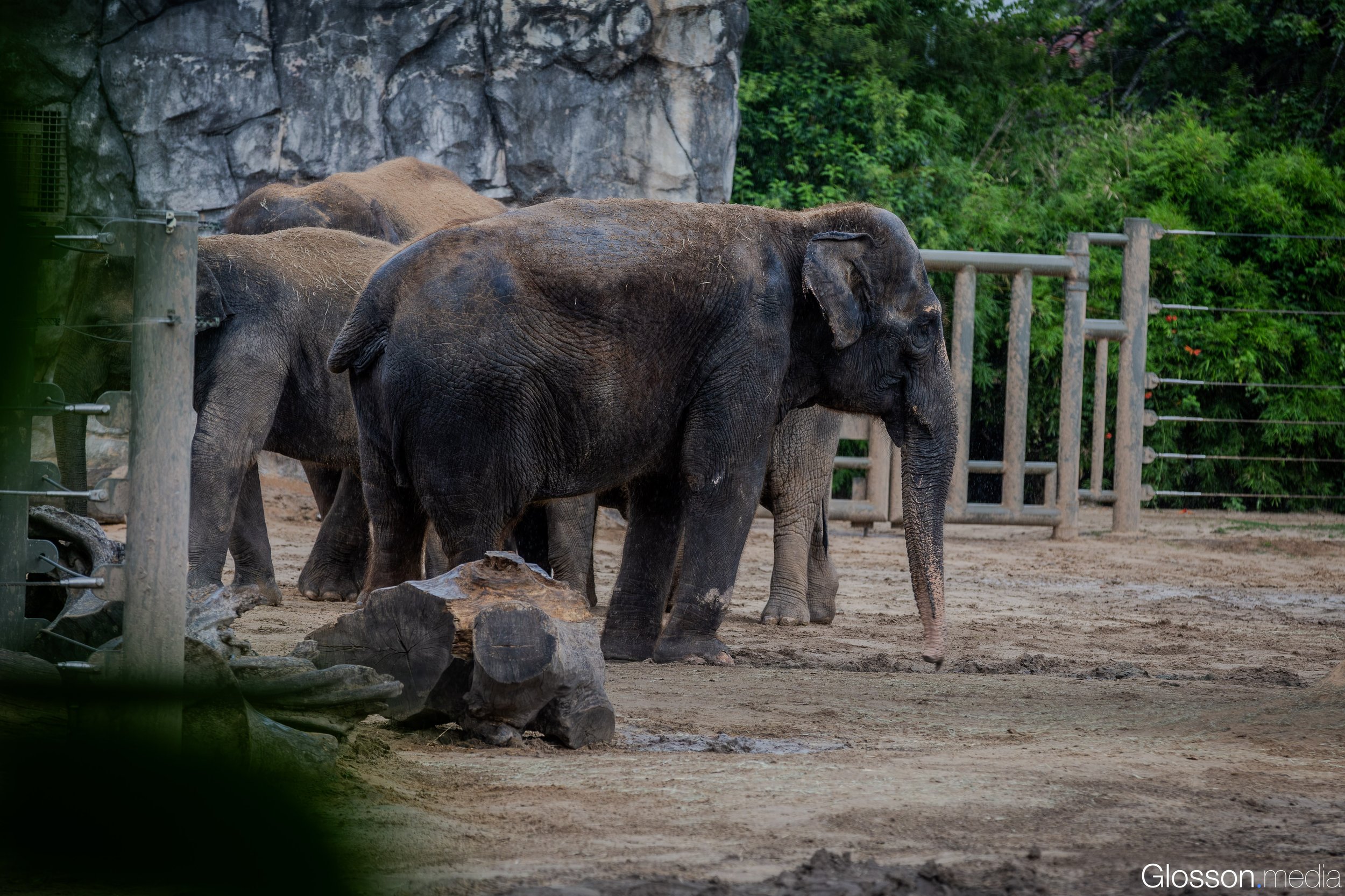 Zoo-17.jpg
